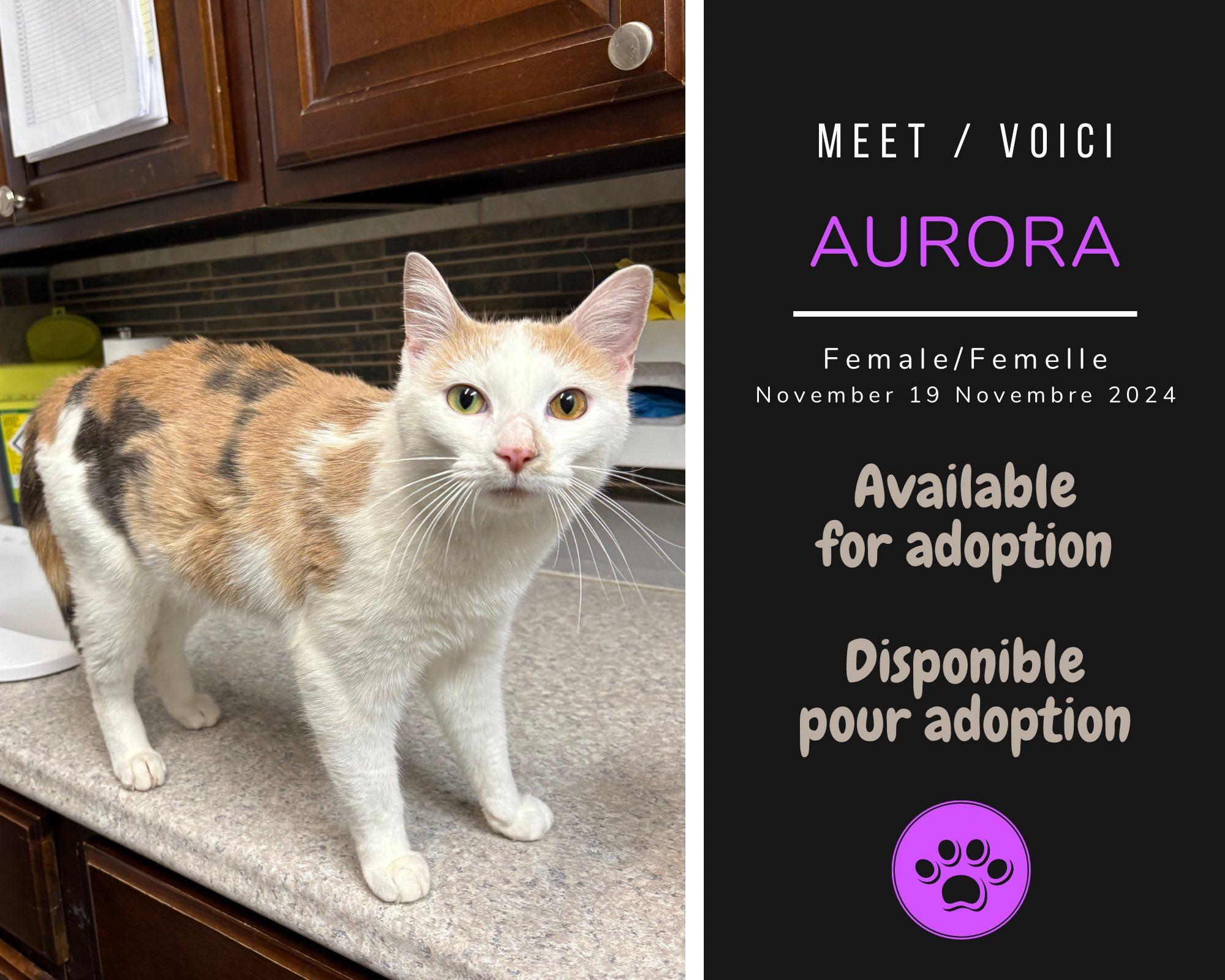 Aurora, ADOPTABLE, Adult Female Domestic Short Hair.