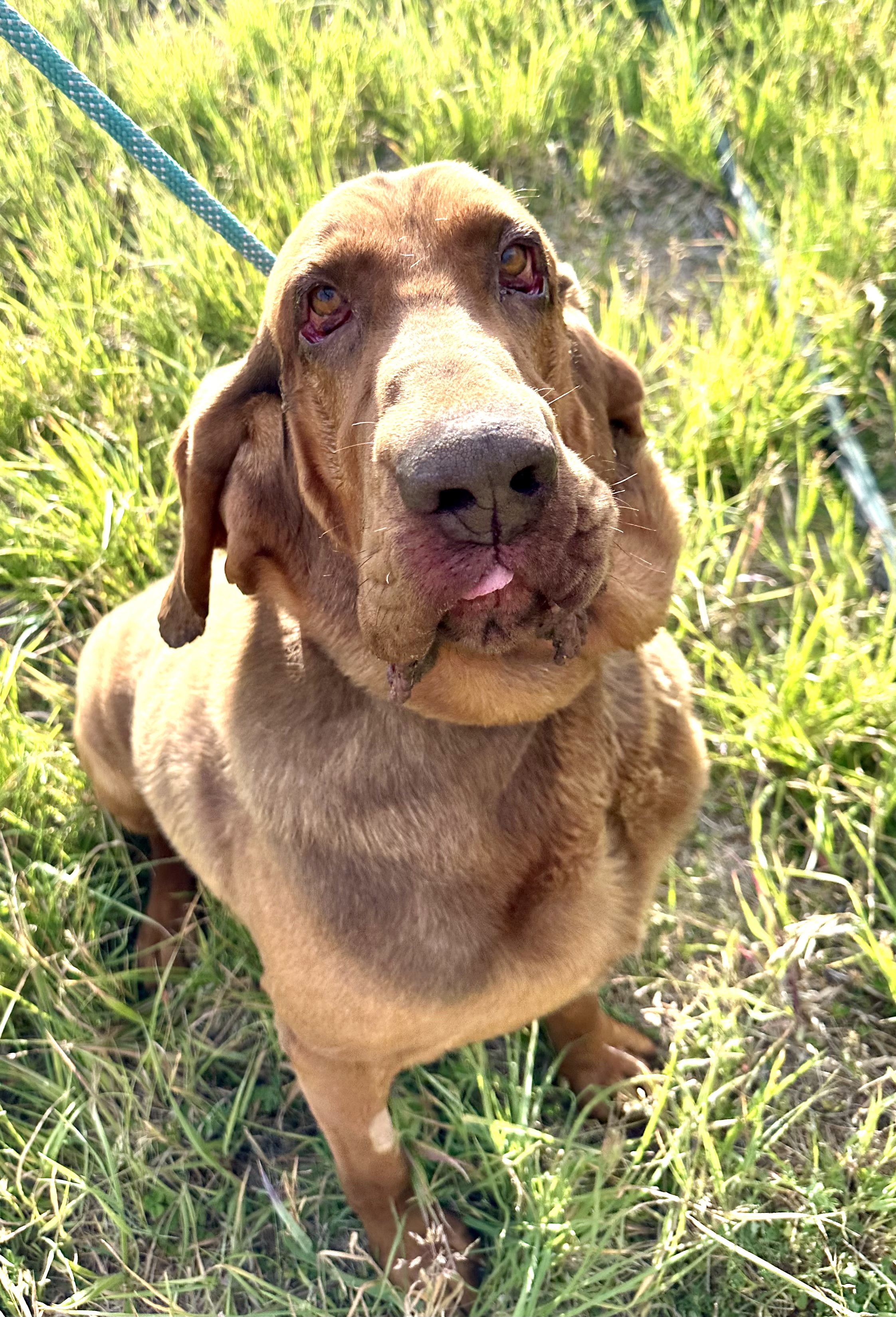 Boudreaux, a Adoptable Bloodhound in Redmond, OR image 1/4