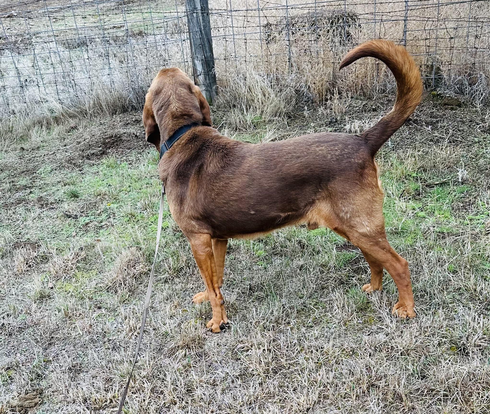 Boudreaux, a Adoptable Bloodhound in Redmond, OR image 3/4
