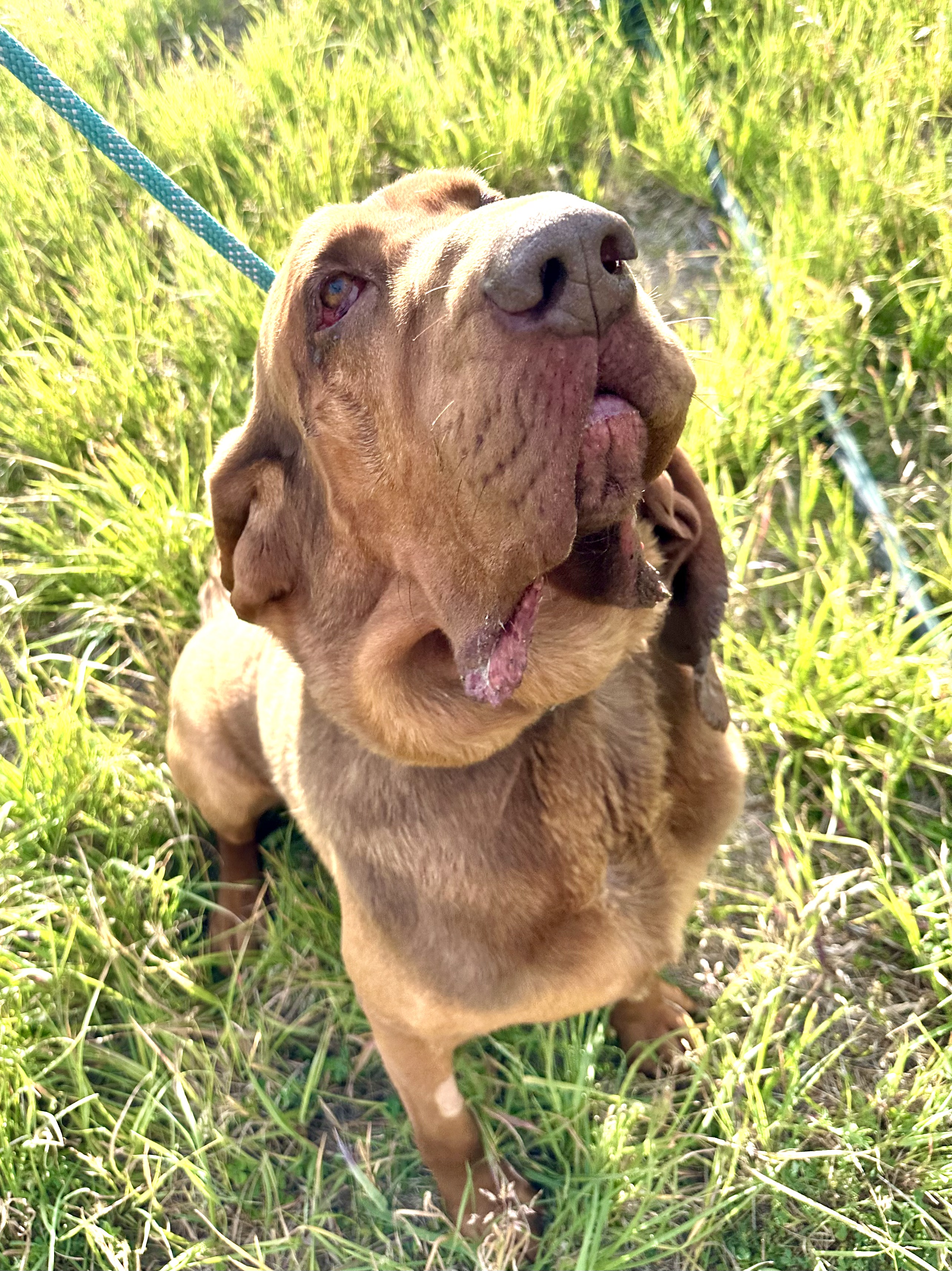Boudreaux, a Adoptable Bloodhound in Redmond, OR image 2/4