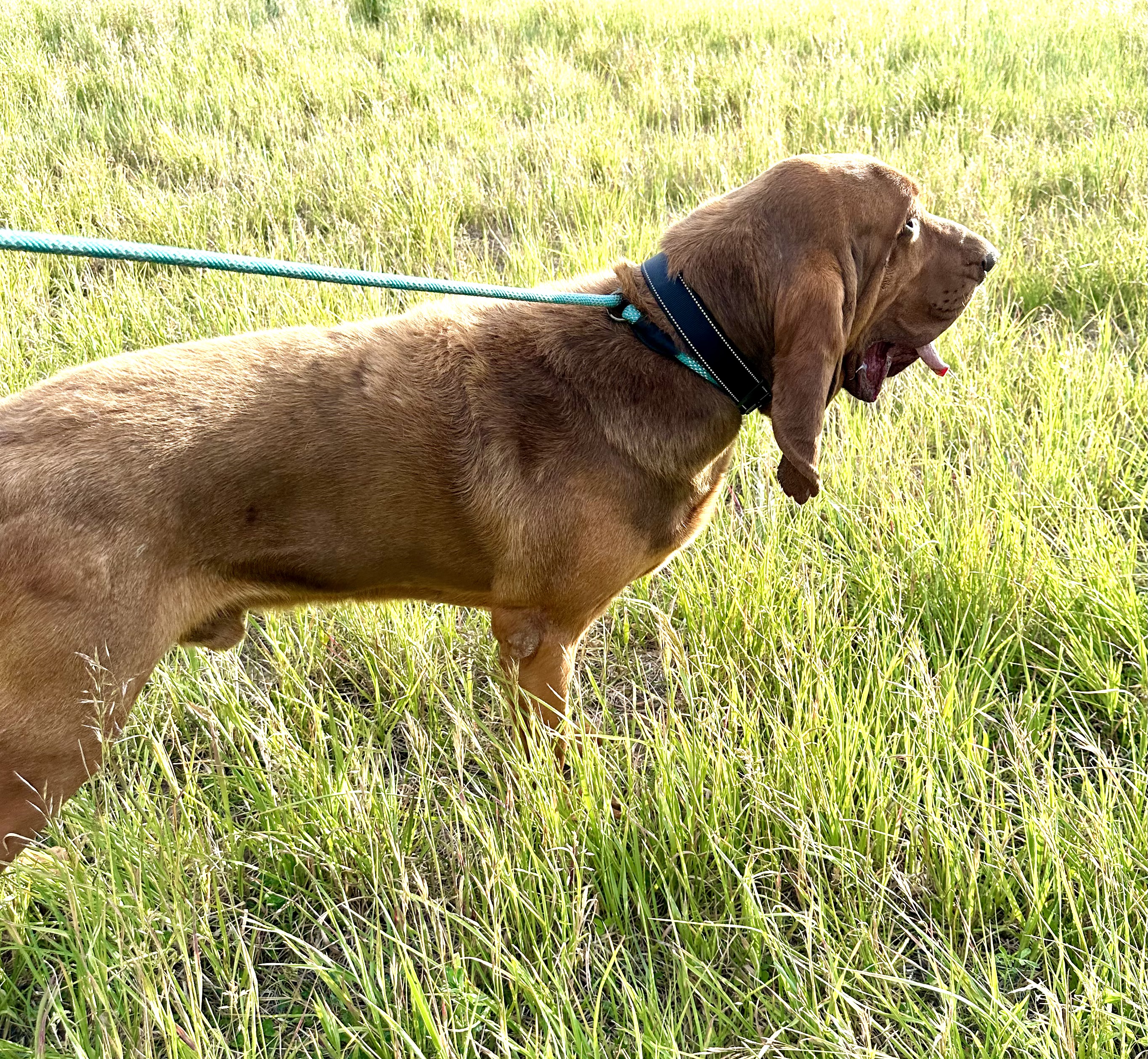 Boudreaux, a Adoptable Bloodhound in Redmond, OR image 4/4
