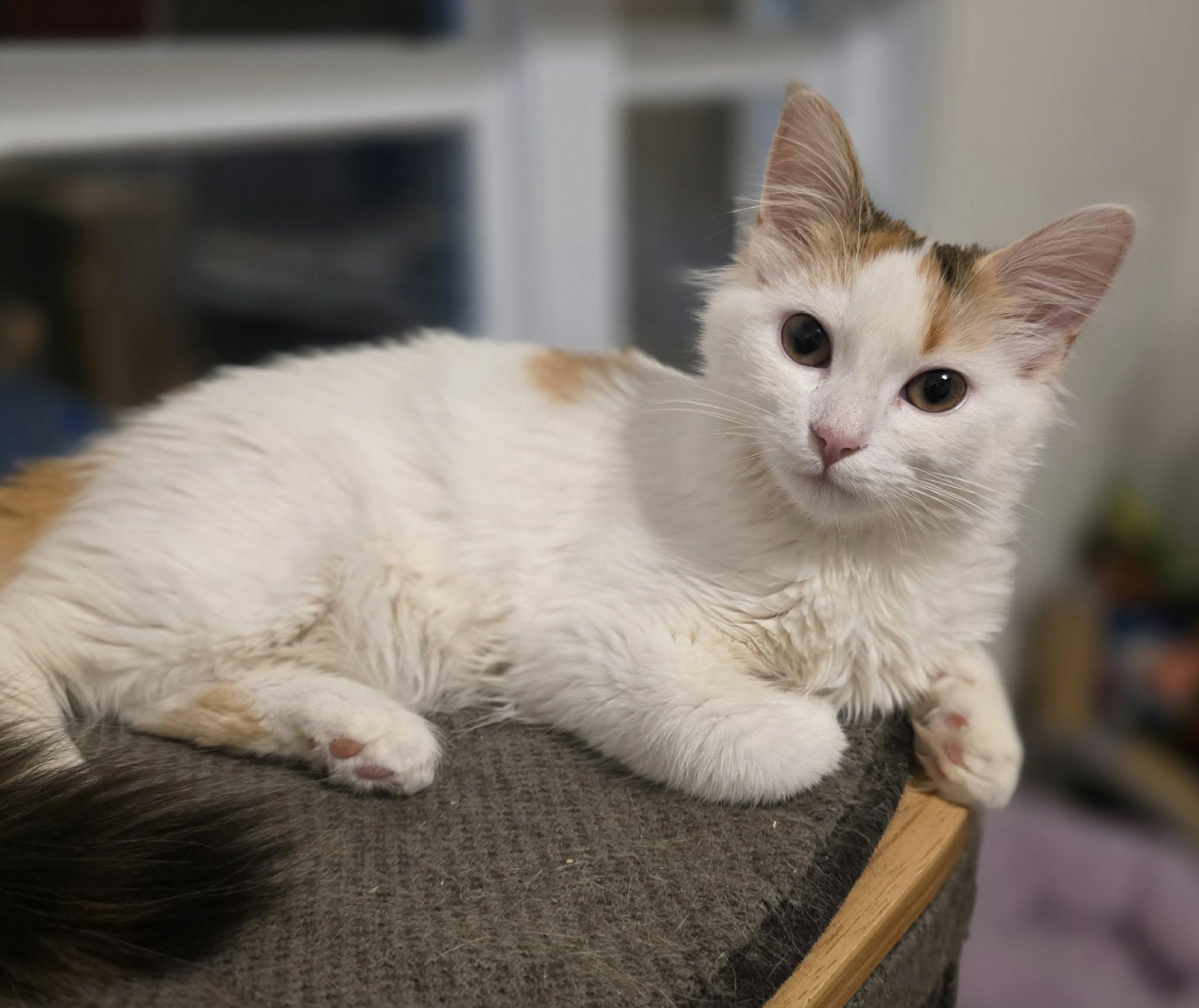 Laeya, adopted, Kitten Female Domestic Long Hair.