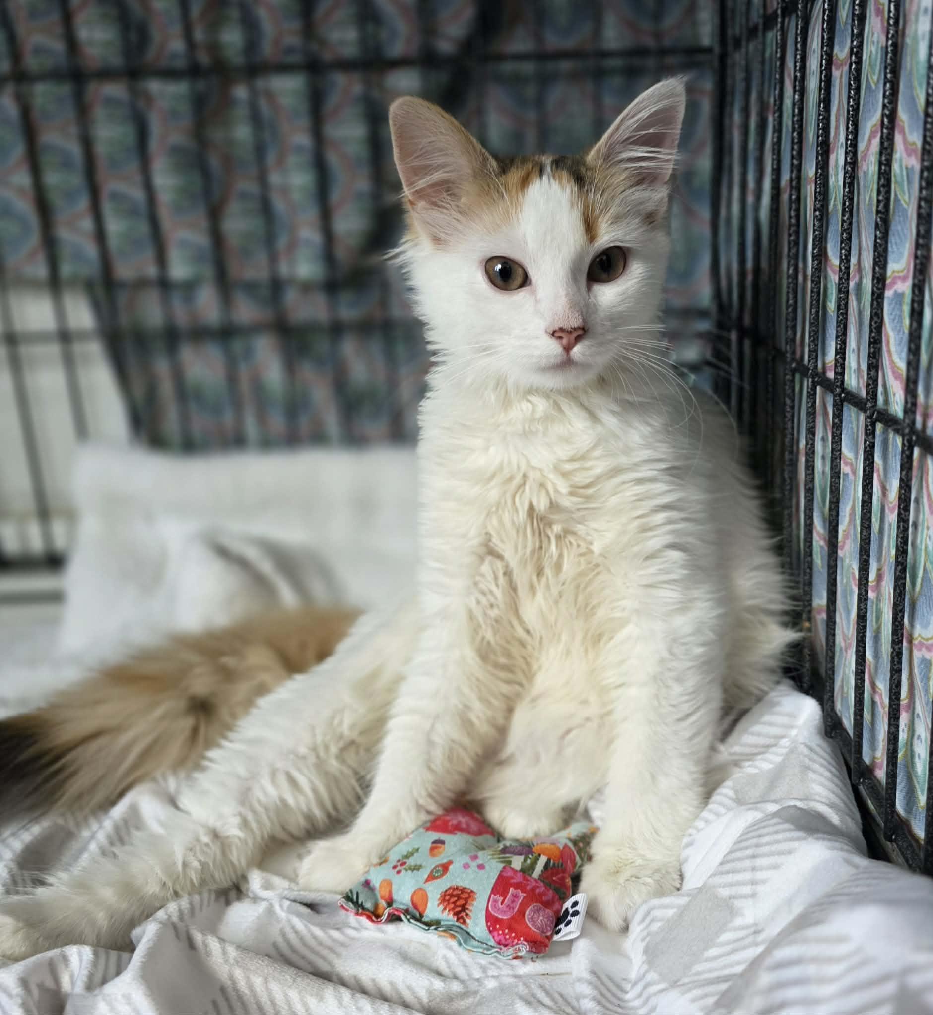 Enlarge Laeya, an adopted Domestic Long Hair in Terrebonne, QC image 2/6
