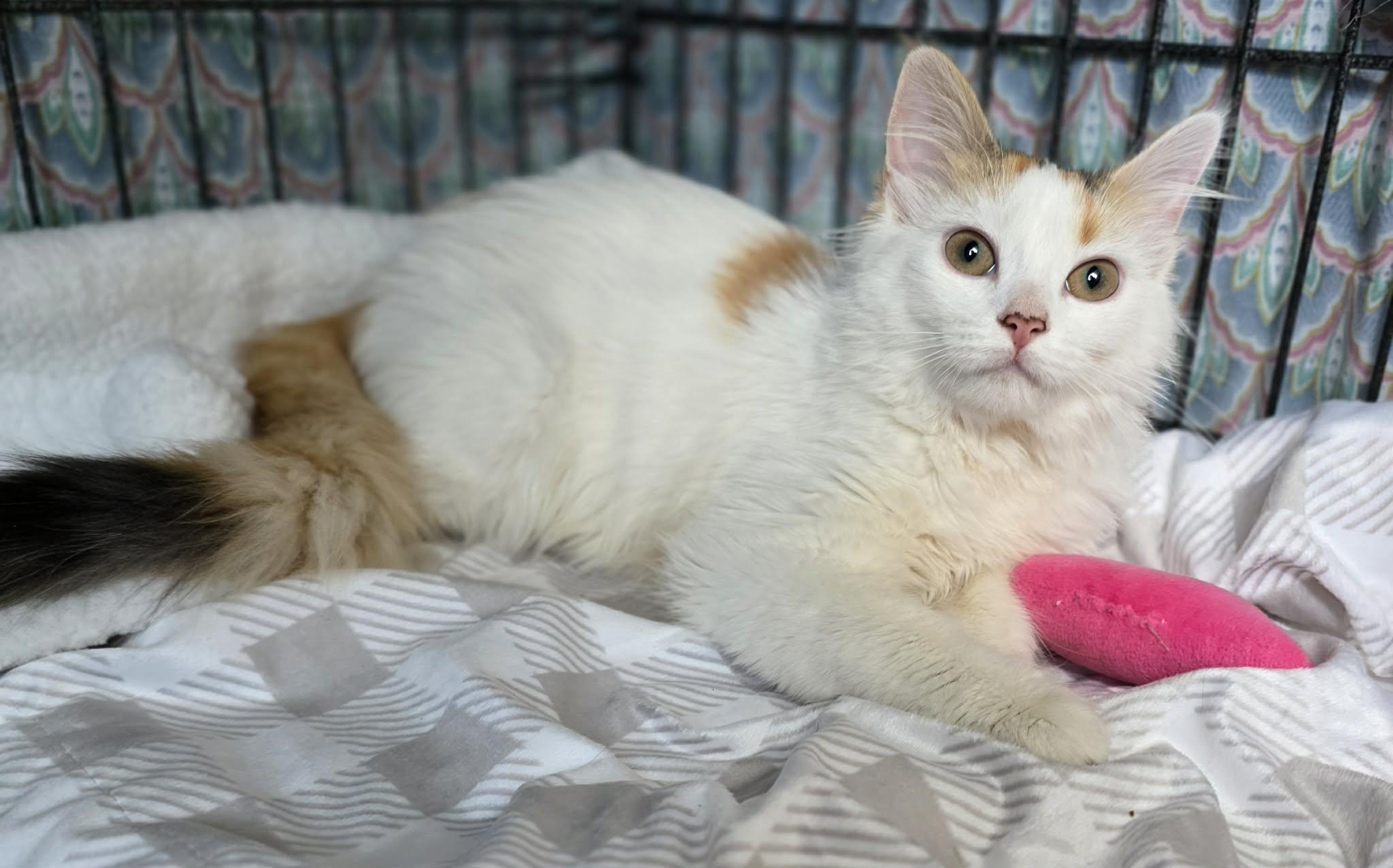 Enlarge Laeya, an adopted Domestic Long Hair in Terrebonne, QC image 3/6