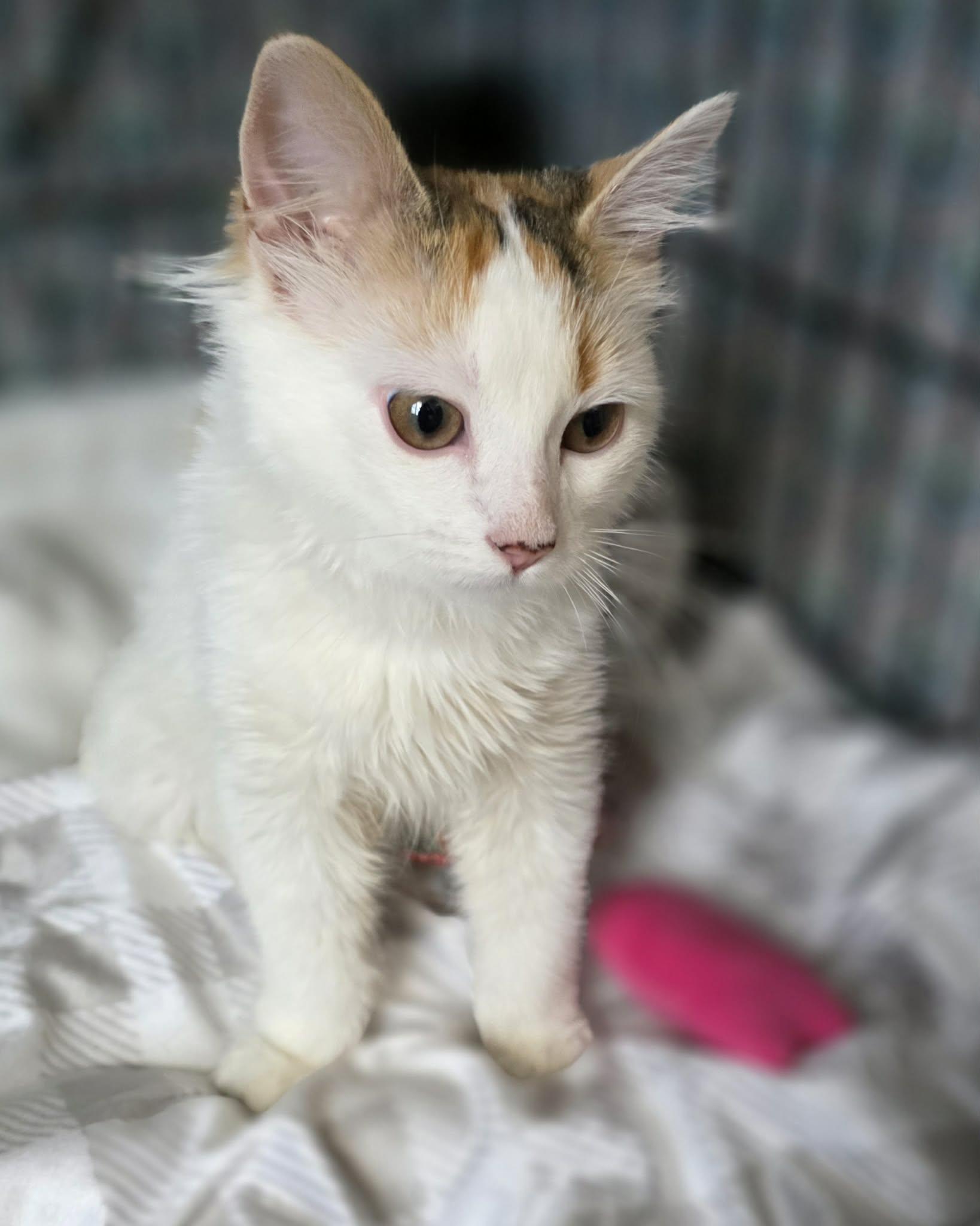 Enlarge Laeya, an adopted Domestic Long Hair in Terrebonne, QC image 5/6