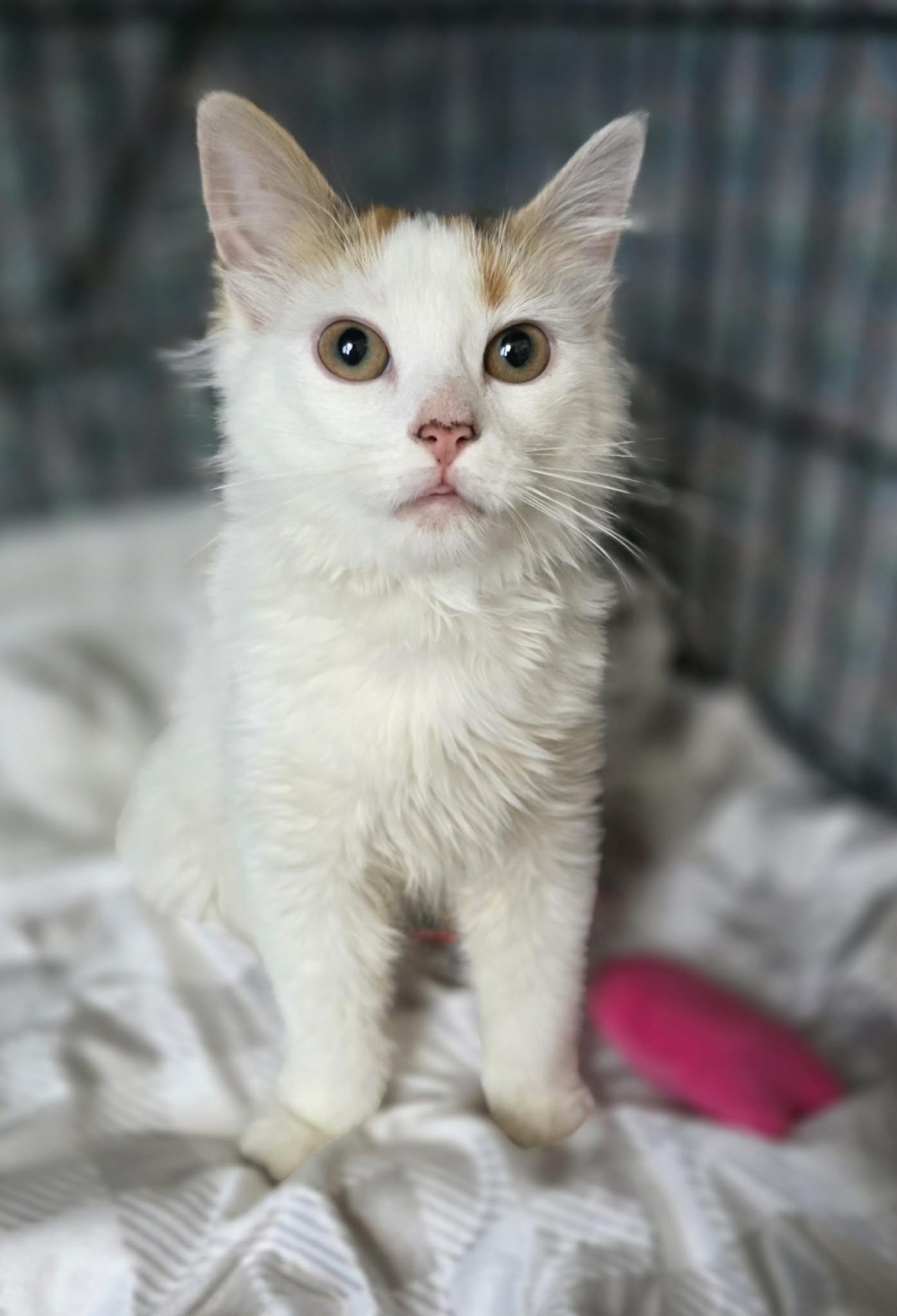 Enlarge Laeya, an adopted Domestic Long Hair in Terrebonne, QC image 4/6