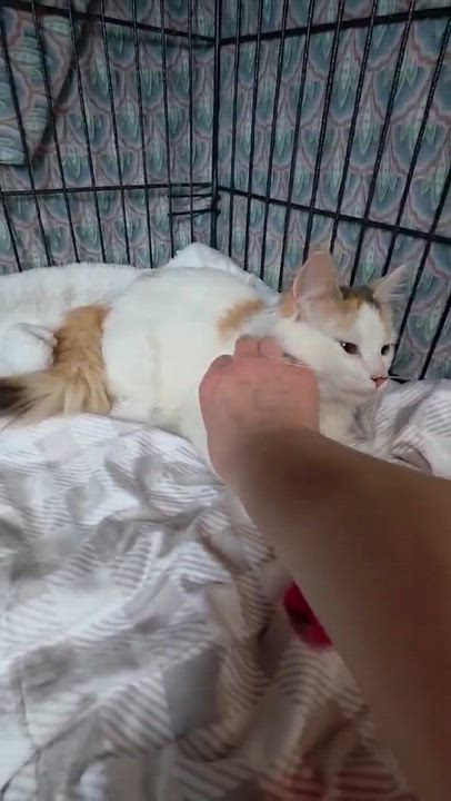 Enlarge Laeya, an adopted Domestic Long Hair in Terrebonne, QC video 6/6