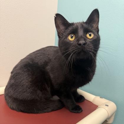 King, Adoptable, Young Male Domestic Short Hair & Domestic Short Hair.