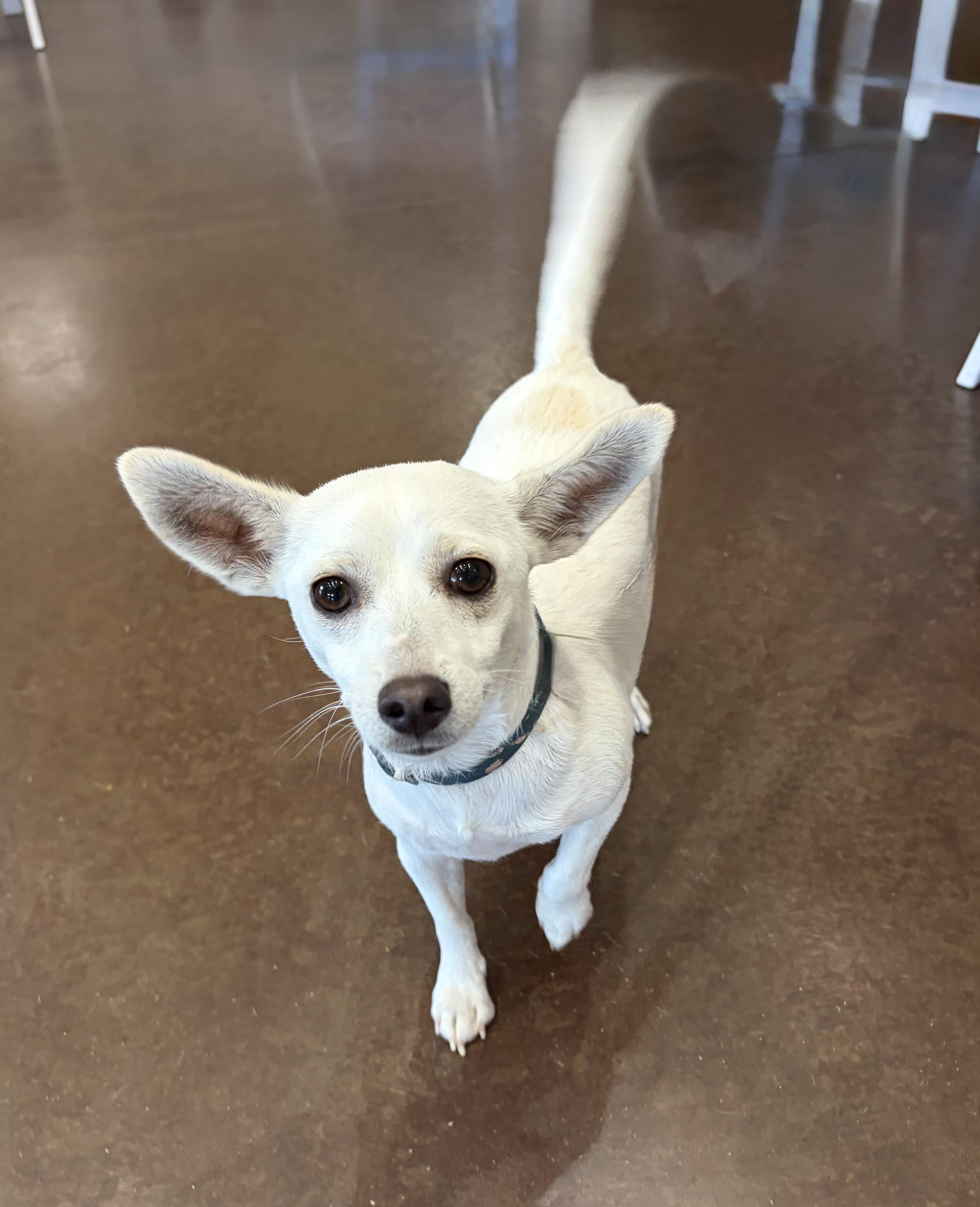 Enlarge Ariel, a Adoptable Chihuahua in Phoenix, AZ image 5/5