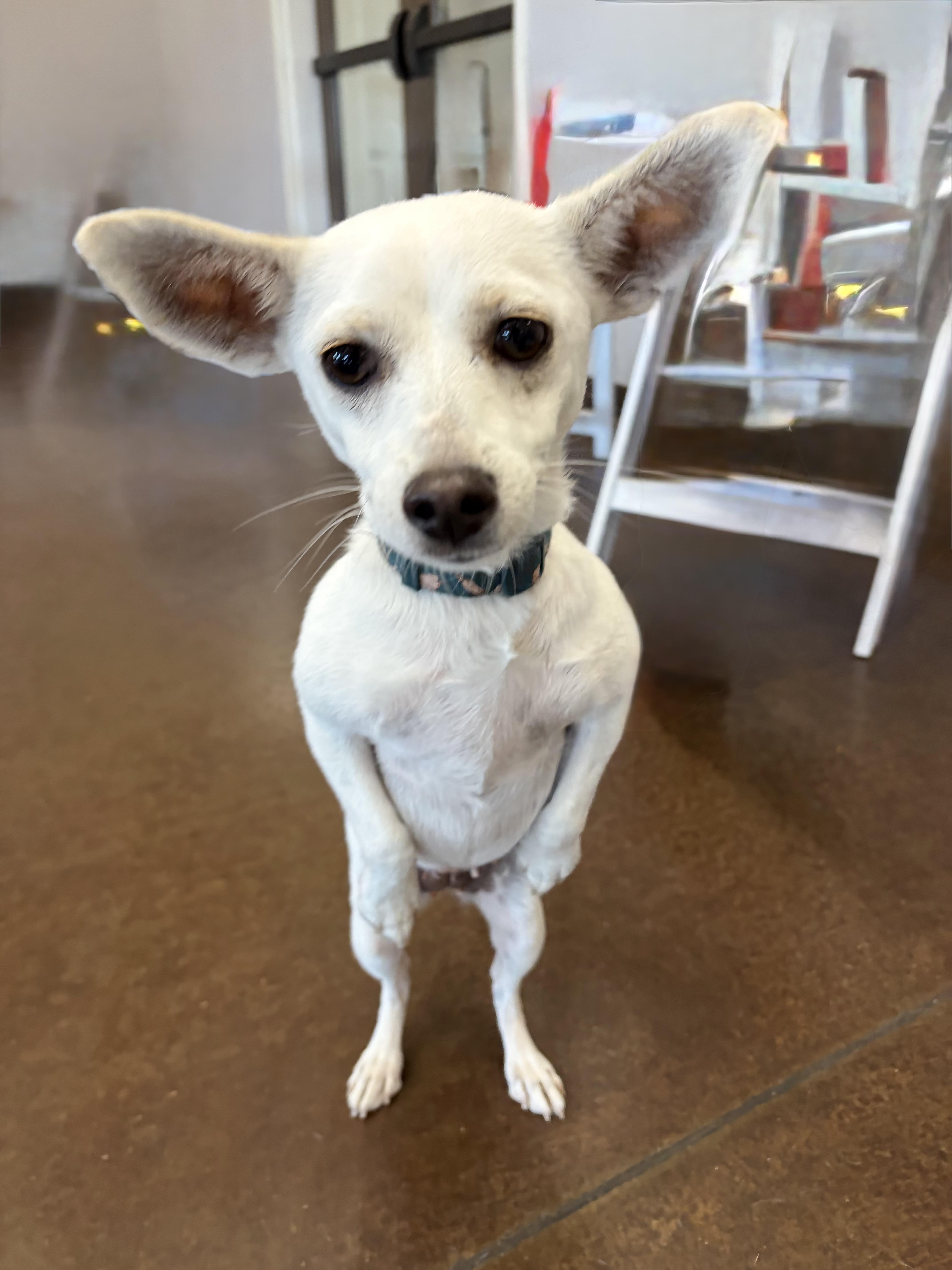 Enlarge Ariel, a Adoptable Chihuahua in Phoenix, AZ image 4/5