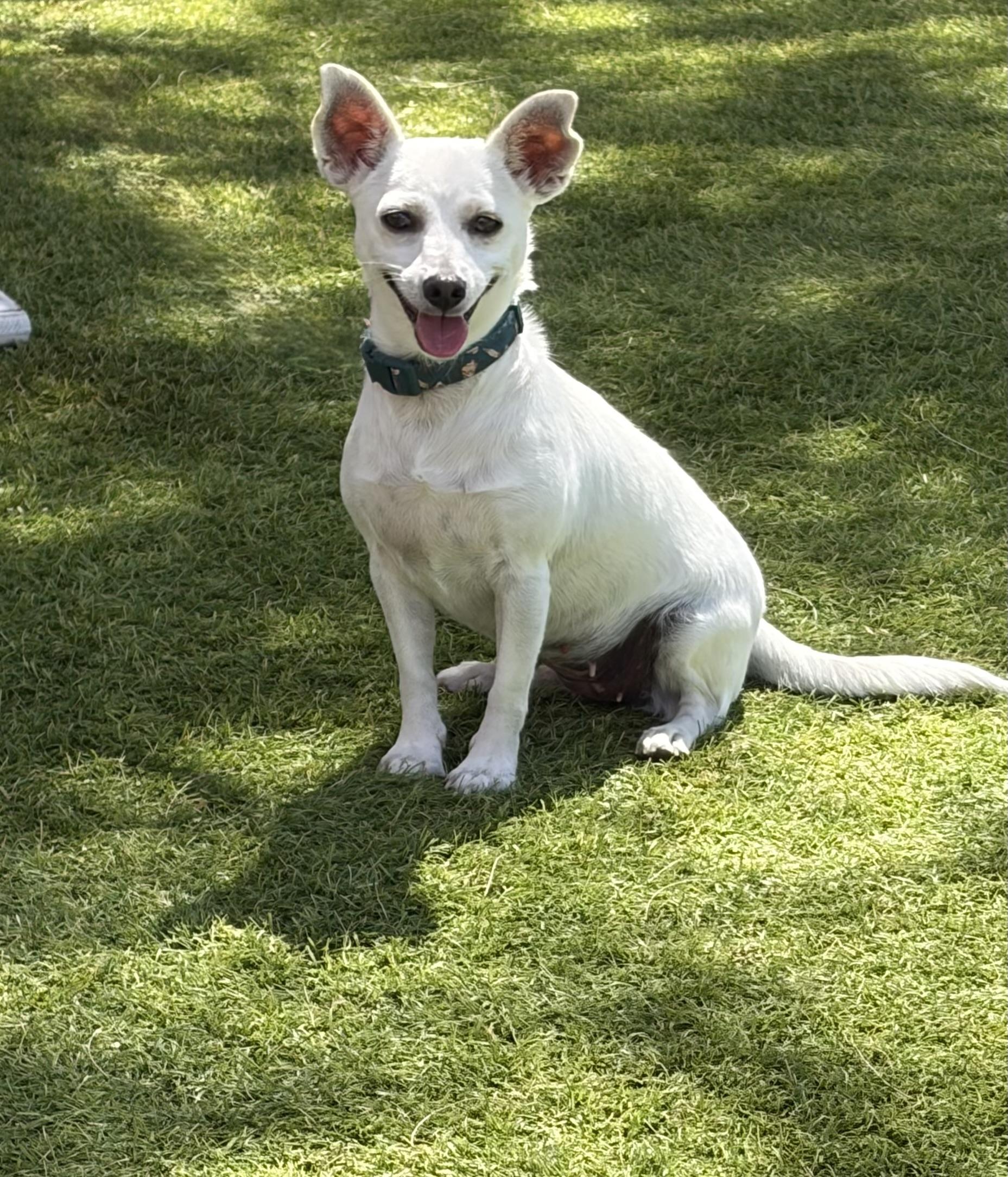 Ariel, Adoptable, Adult Female Chihuahua.