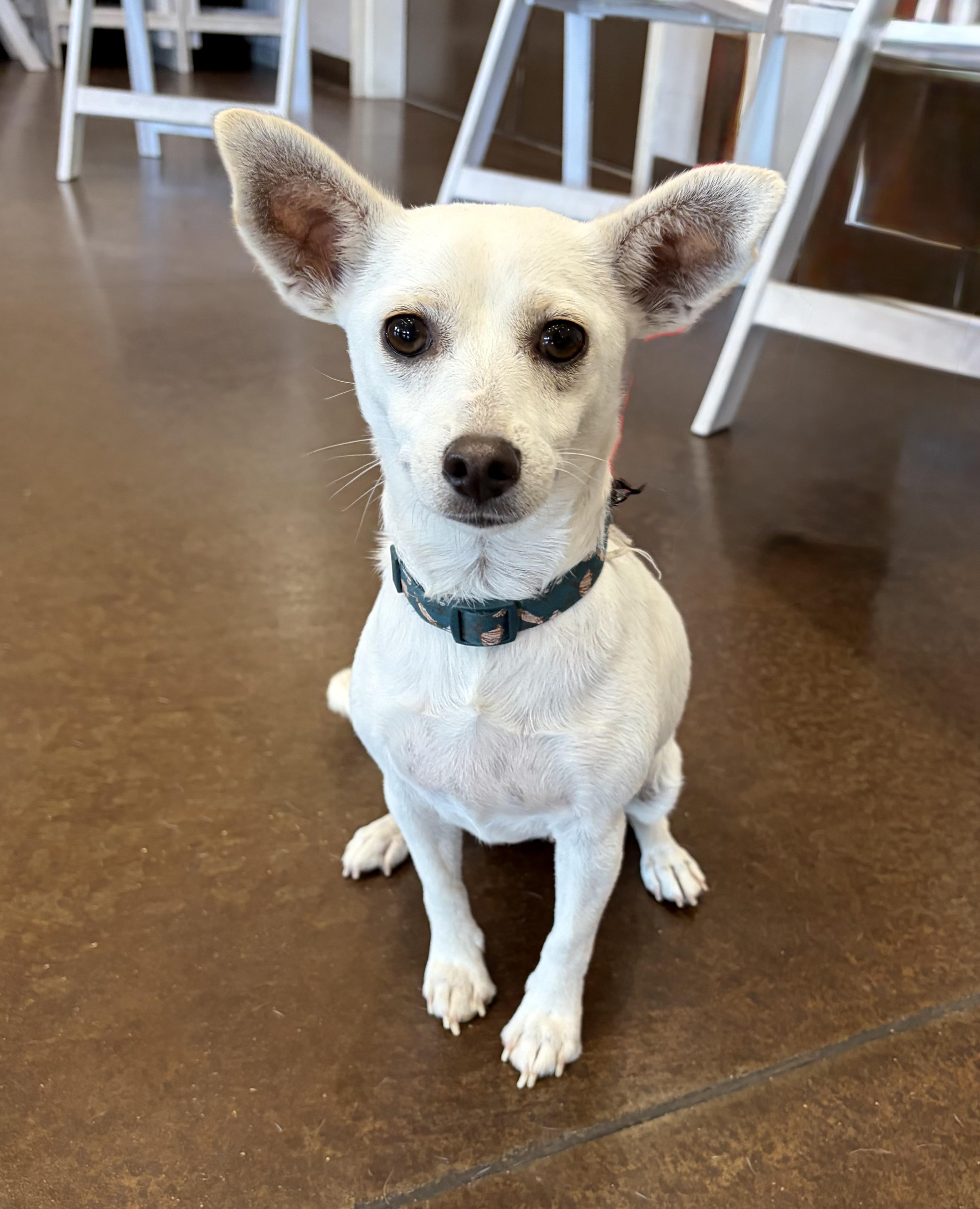 Enlarge Ariel, a Adoptable Chihuahua in Phoenix, AZ image 3/5