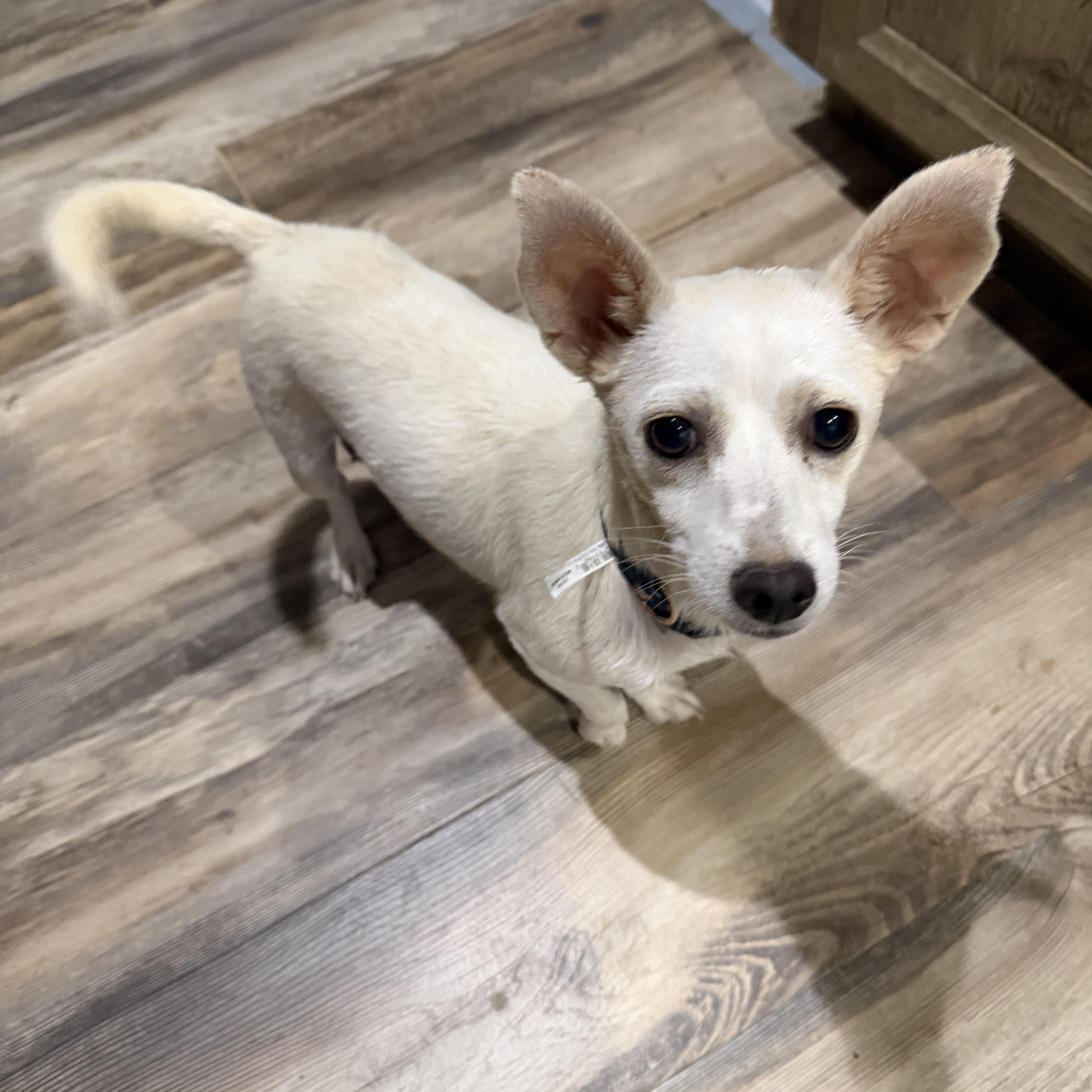 Enlarge Ariel, a Adoptable Chihuahua in Phoenix, AZ image 2/5