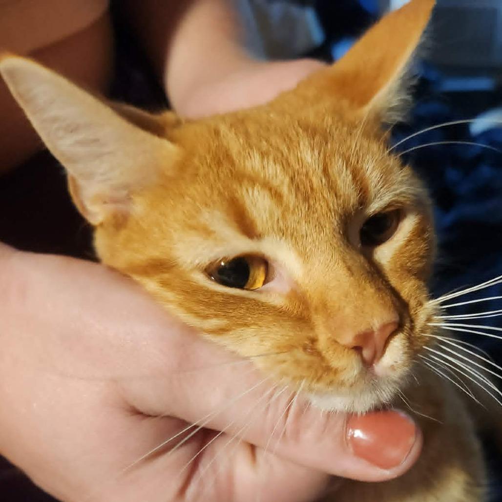 Enlarge Jack, a Adoptable Domestic Short Hair in Brevard, NC image 1/1