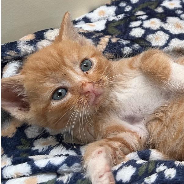 Jack, Adoptable, Young Male Domestic Short Hair.