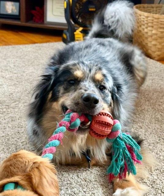 Enlarge King, a Adoptable Australian Shepherd in Elk River, MN image 2/2