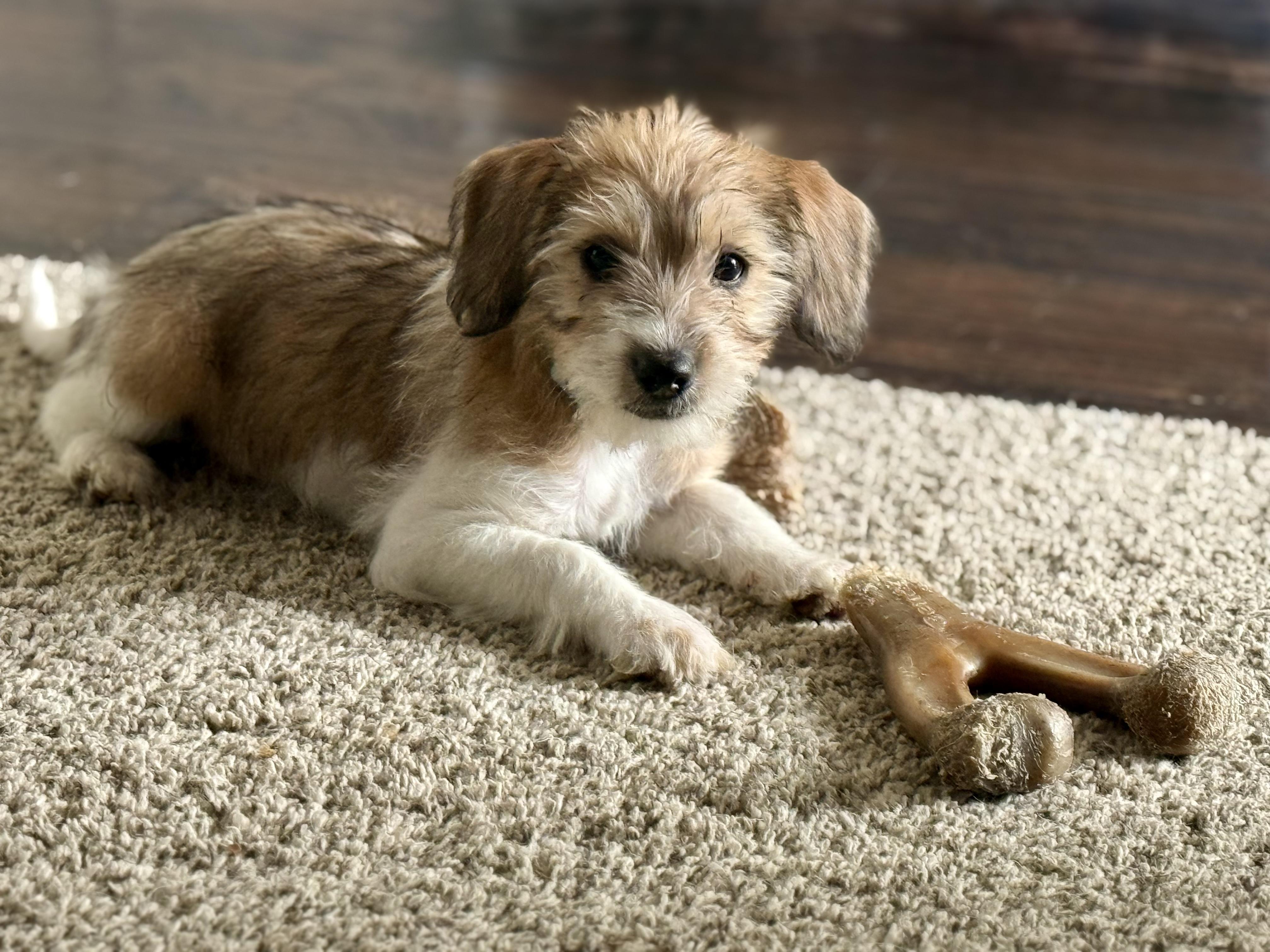 Enlarge Ariel, an adopted mixed breed in Oswego, IL image 3/6