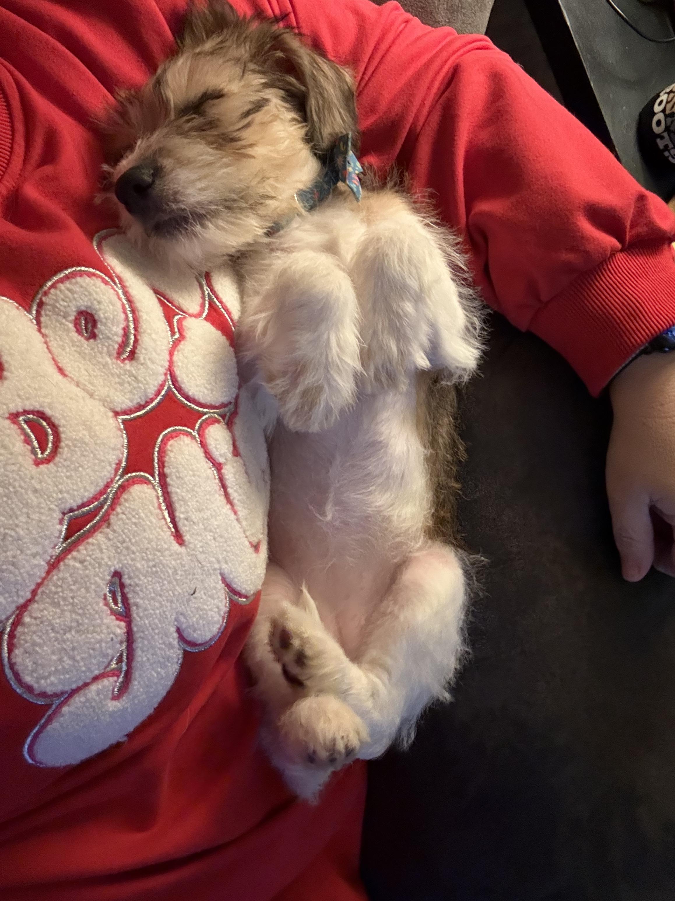 Enlarge Ariel, an adopted mixed breed in Oswego, IL image 4/6