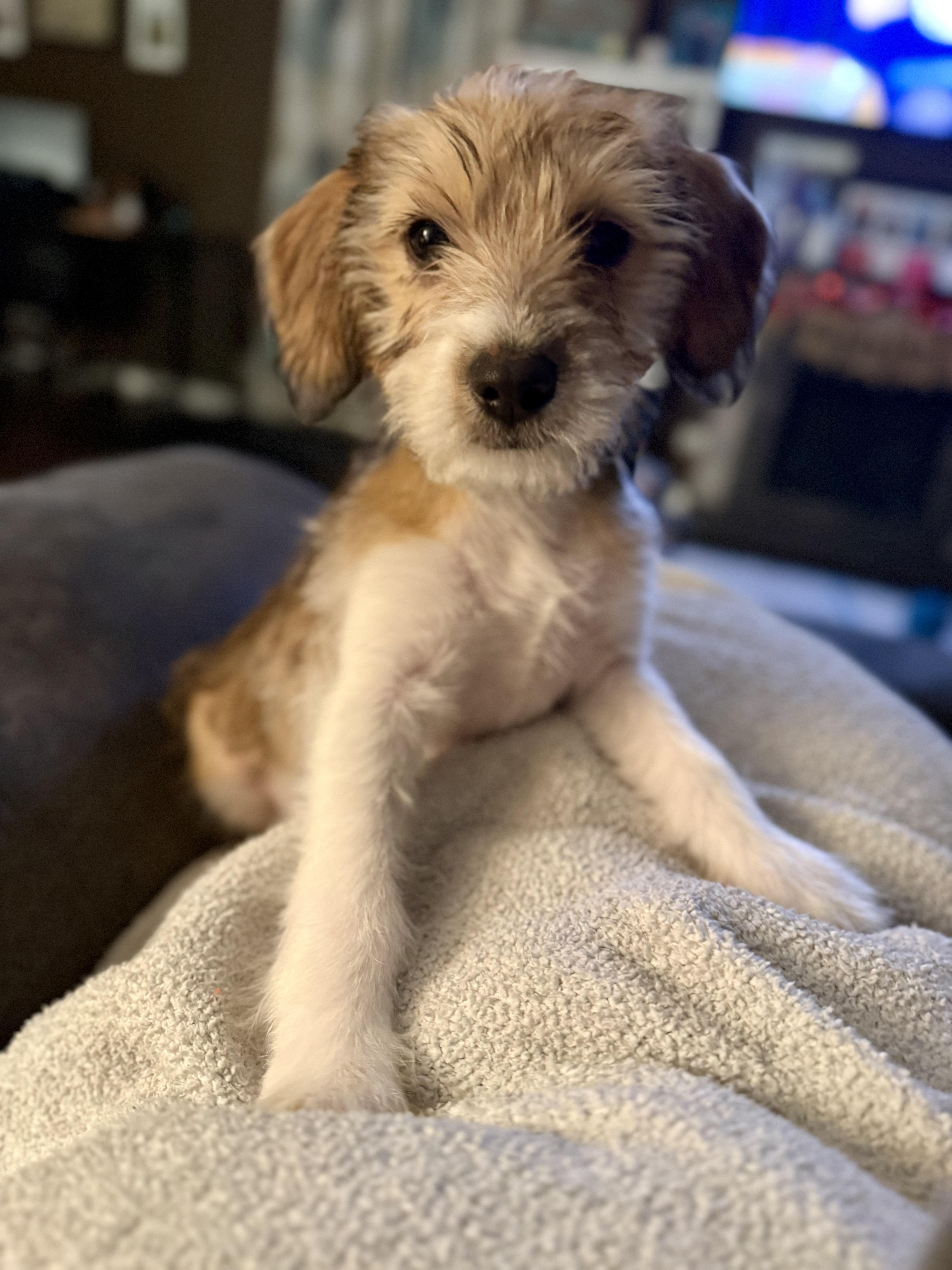 Ariel, adopted, Puppy Female Terrier.