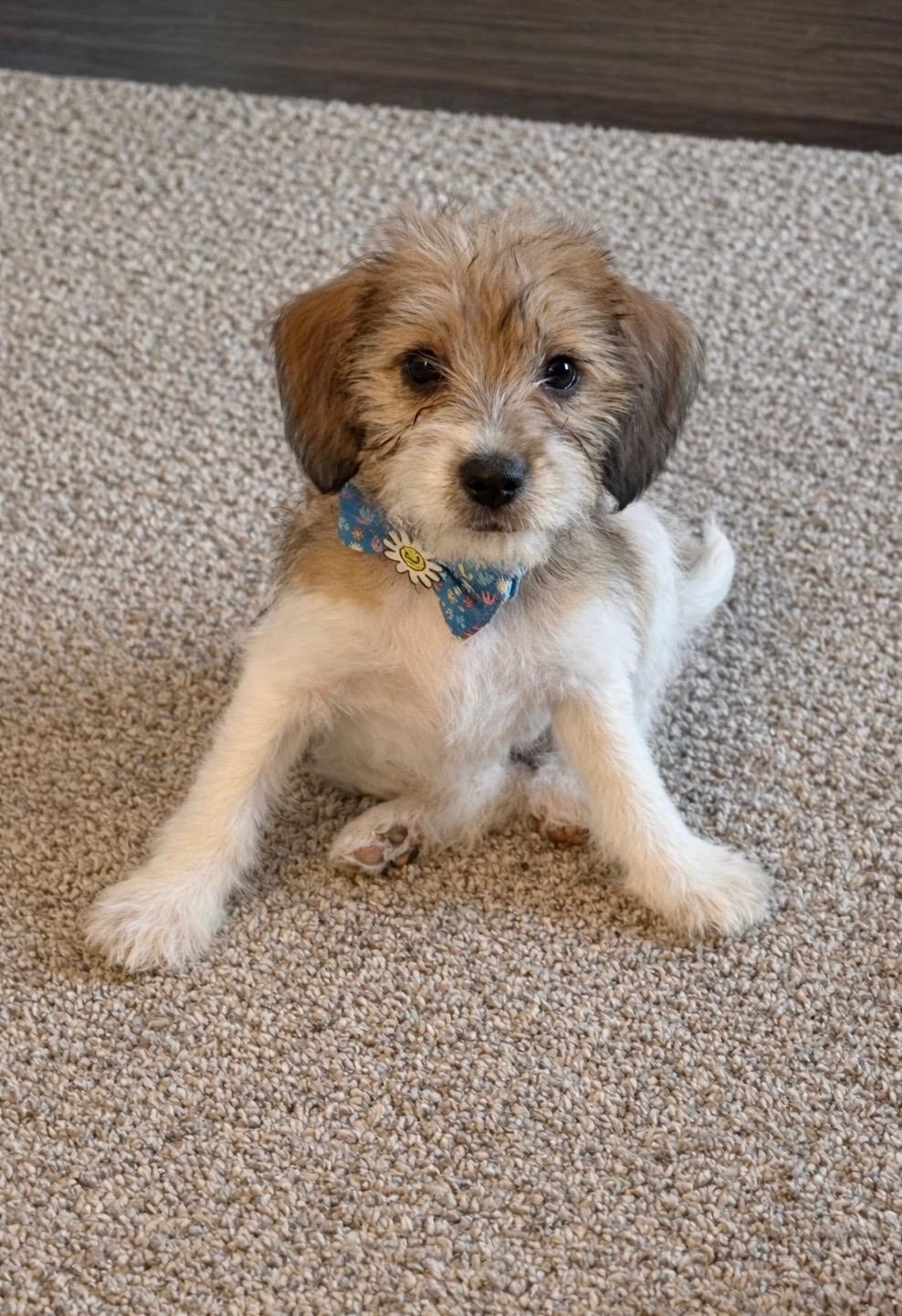 Enlarge Ariel, an adopted mixed breed in Oswego, IL image 2/6