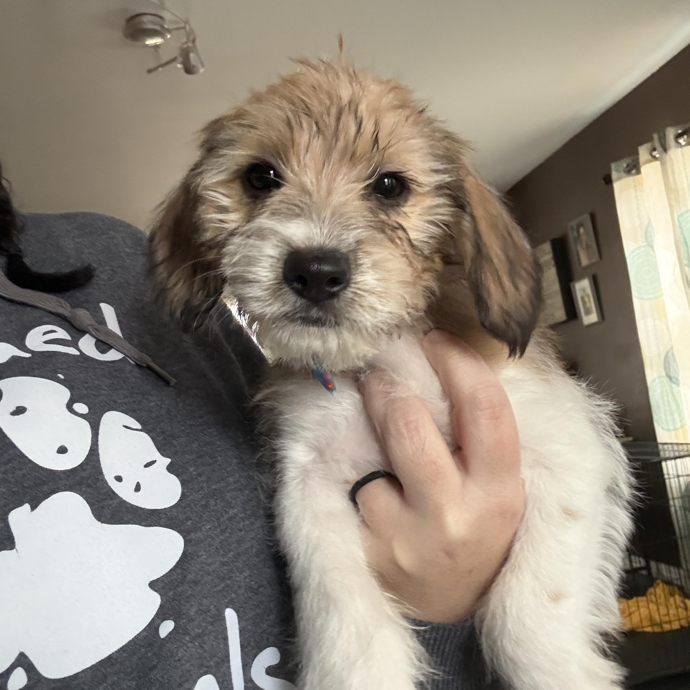 Enlarge Ariel, an adopted mixed breed in Oswego, IL image 5/6