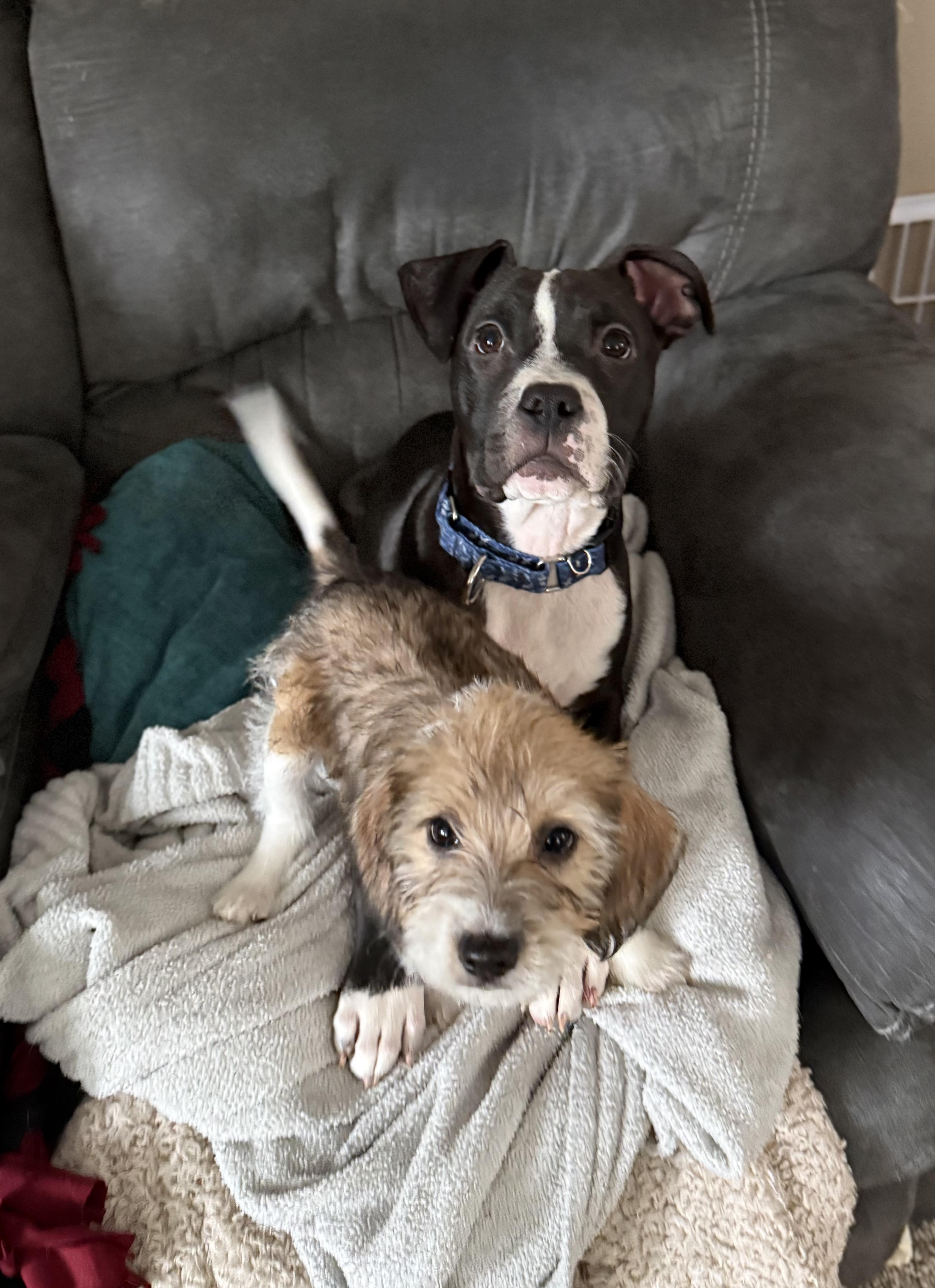 Enlarge Ariel, an adopted mixed breed in Oswego, IL image 6/6