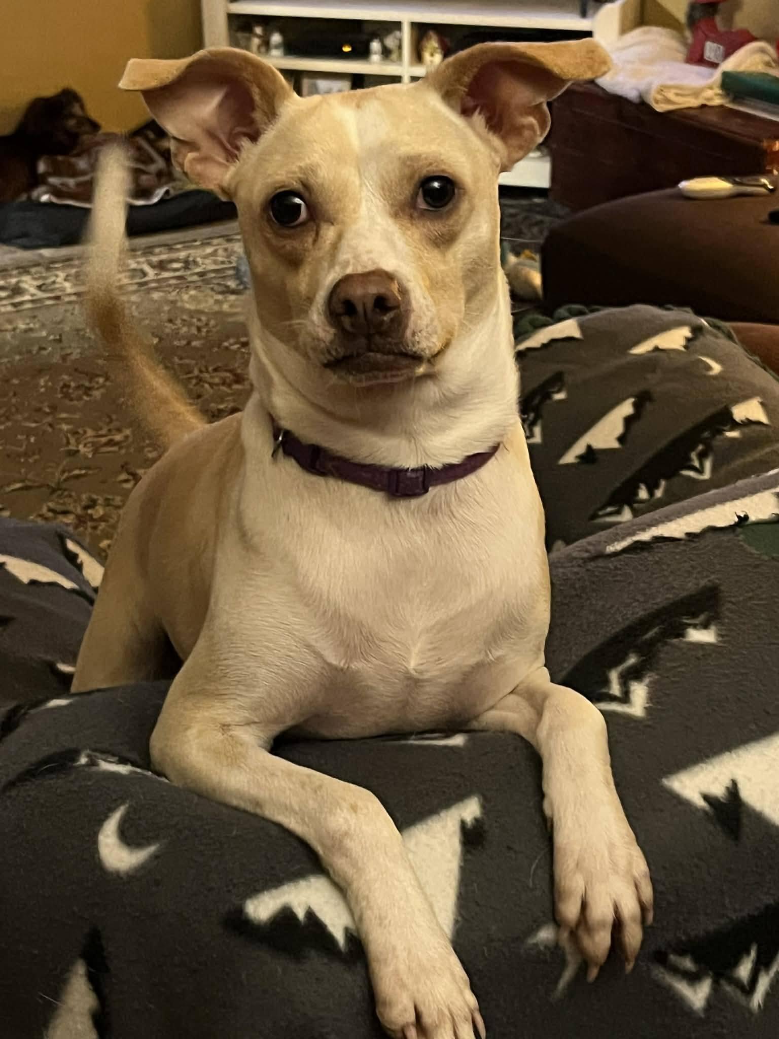 Torchet, ADOPTABLE, Young Female Rat Terrier & Chihuahua.