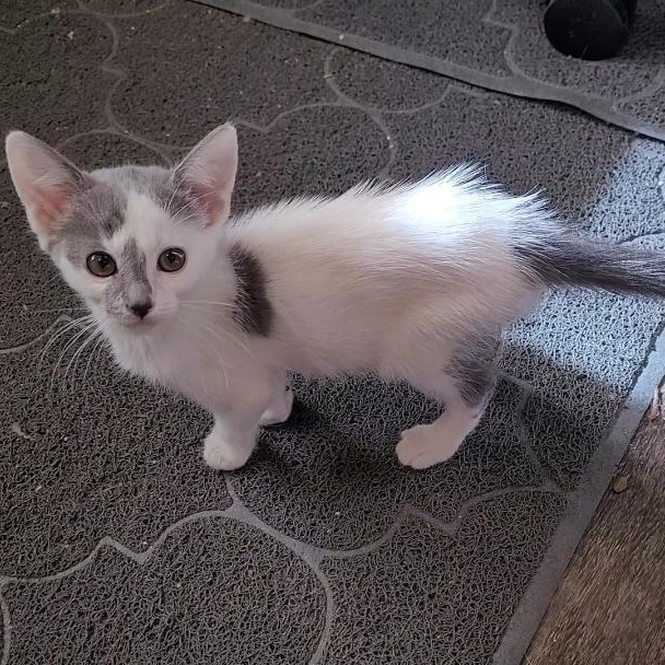 MINI ME 6