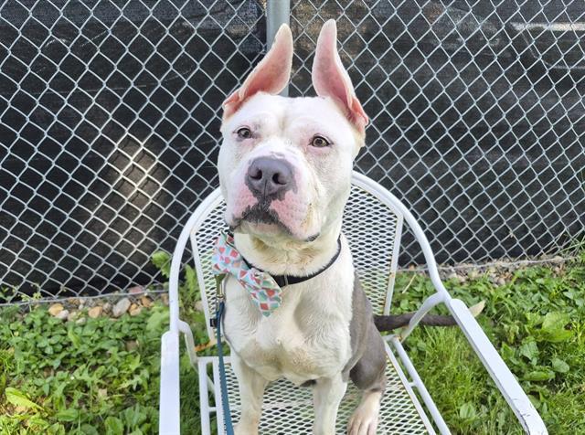 CALLIE, Adoptable, Adult Female Boxer & Mixed Breed.