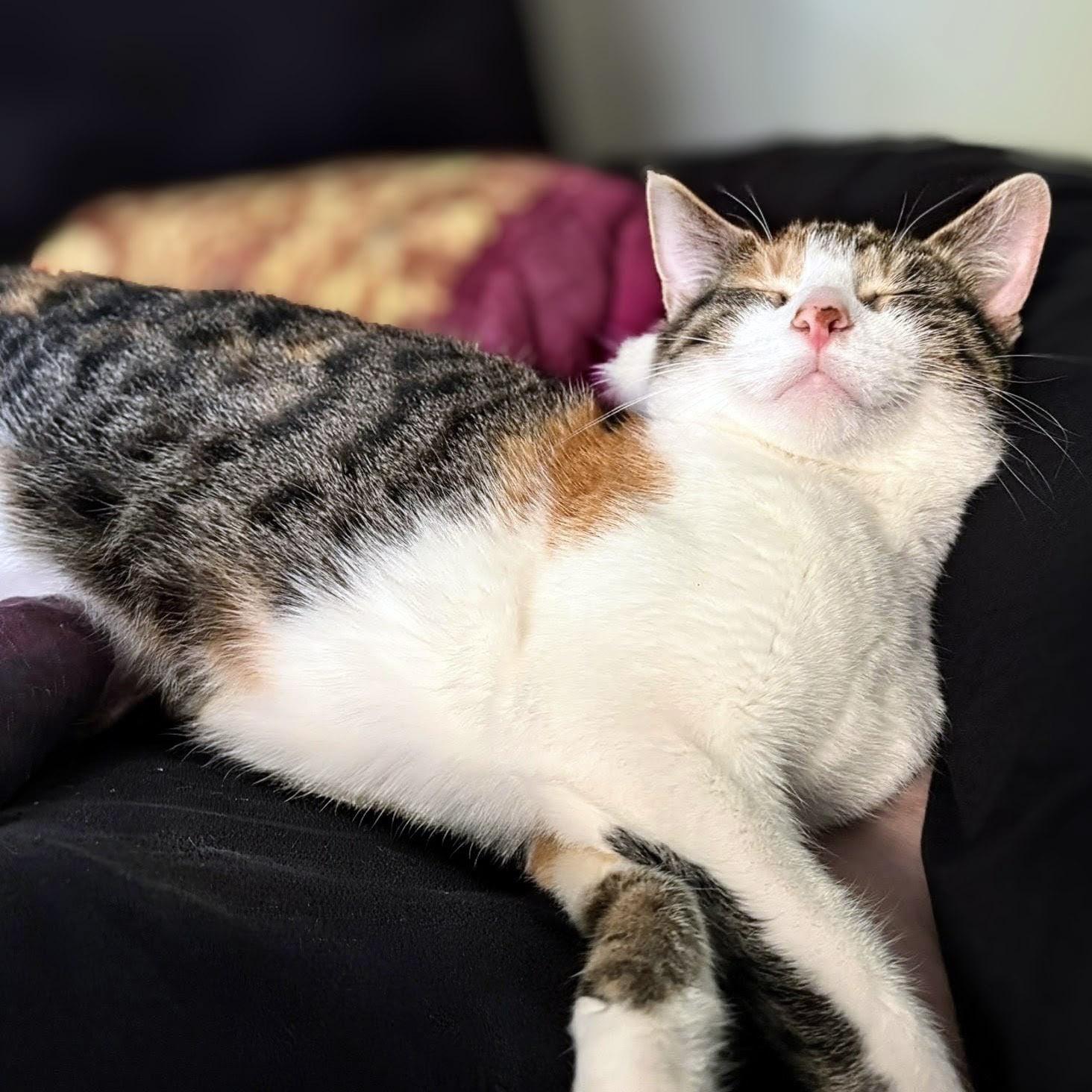 Poptart, a ADOPTABLE Calico in Chicago, IL image 2/6
