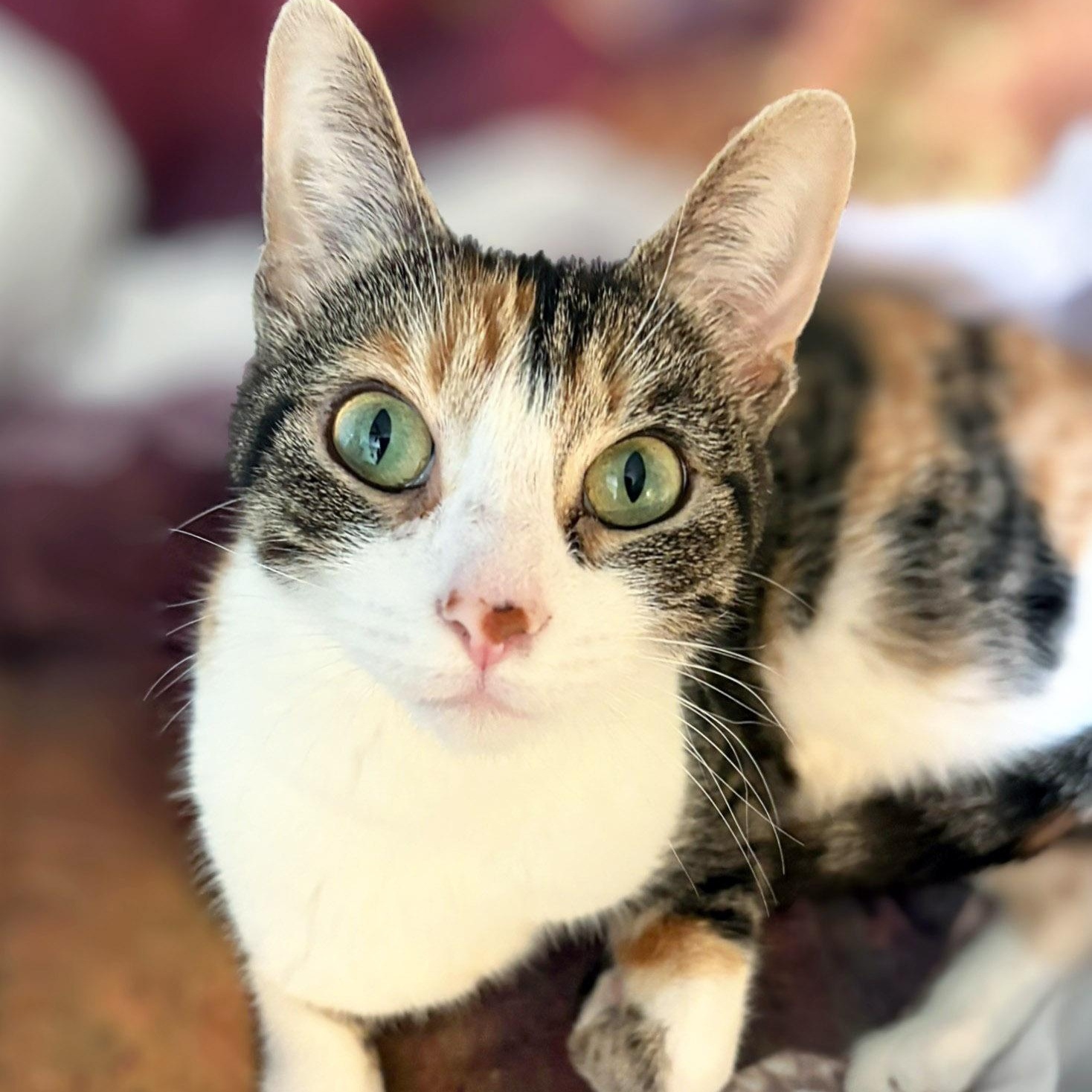 Poptart, a ADOPTABLE Calico in Chicago, IL image 3/6