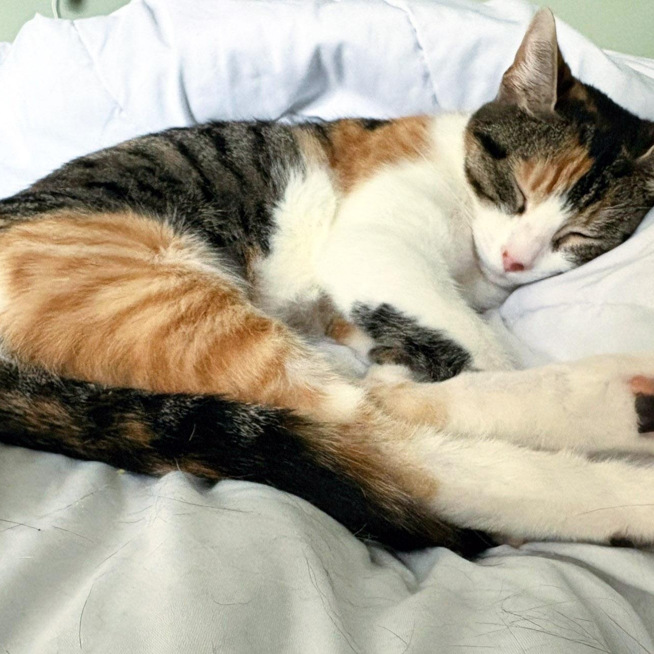 Poptart, a ADOPTABLE Calico in Chicago, IL image 6/6