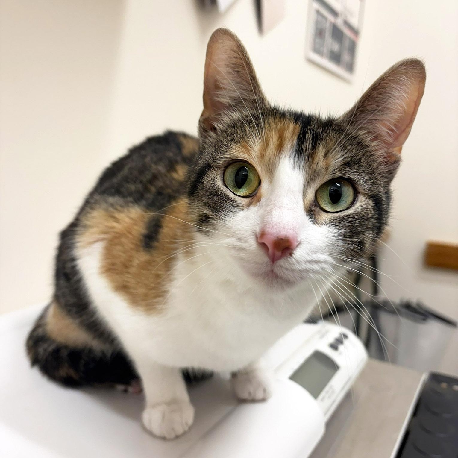 Poptart, a ADOPTABLE Calico in Chicago, IL image 1/6