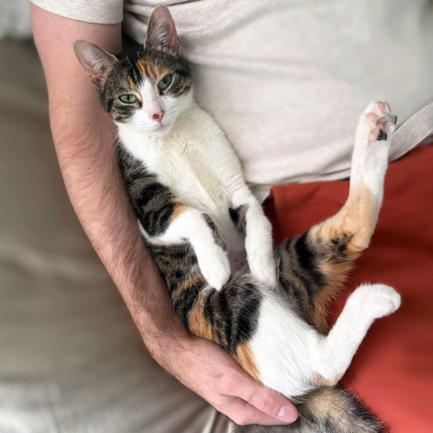 Poptart, a ADOPTABLE Calico in Chicago, IL image 4/6