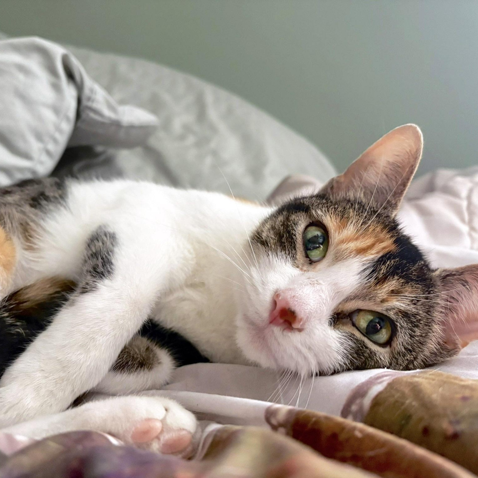 Poptart, a ADOPTABLE Calico in Chicago, IL image 5/6