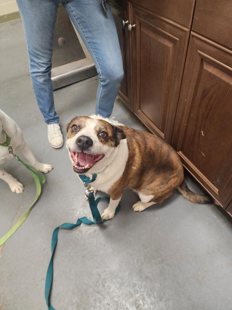 2025-01-095 *Kuca*, Adoptable, Senior Female Labrador Retriever.