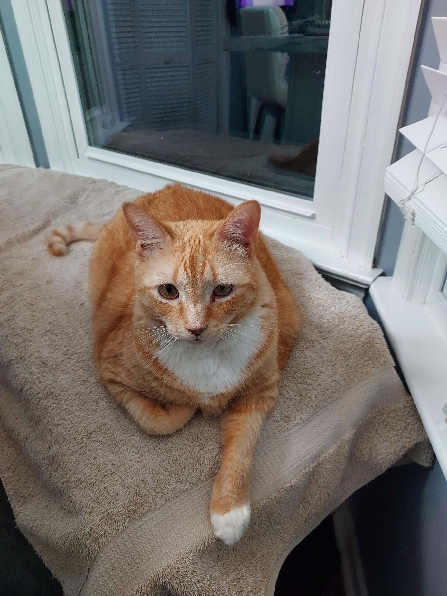 Tony, Adoptable, Adult Male Domestic Short Hair.