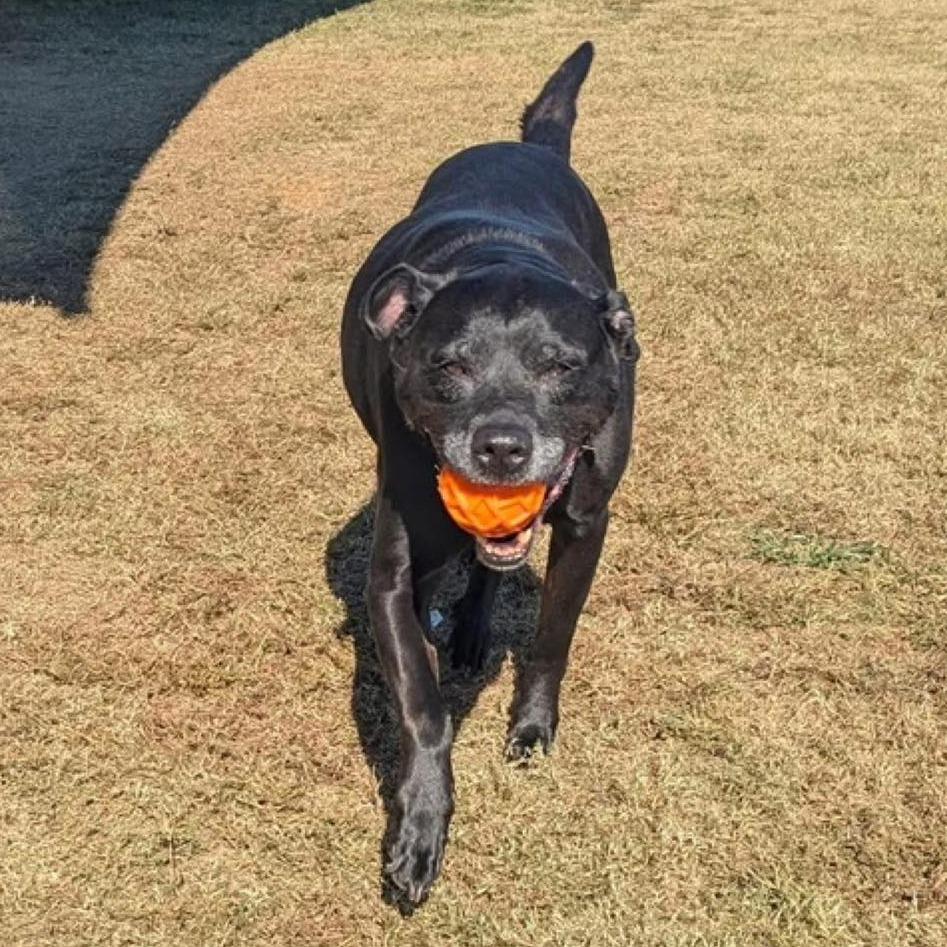 MEG  ADOPTED!, Adoptable, Senior Female Mixed Breed.