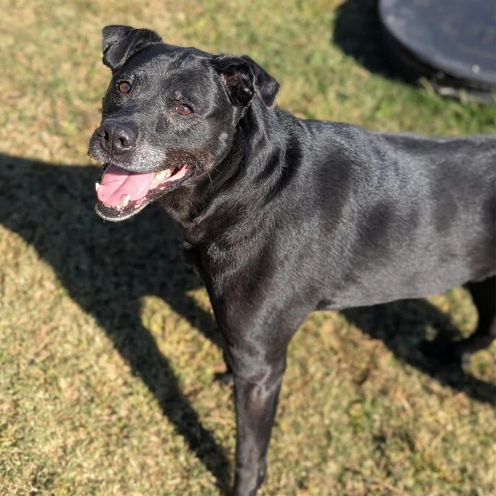 MEG ADOPTED!, a Adoptable Mixed Breed in Nashville, NC image 2/2