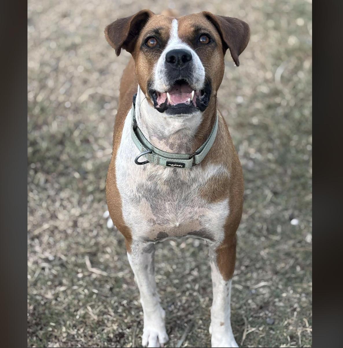 Muffin — thumbnail 4