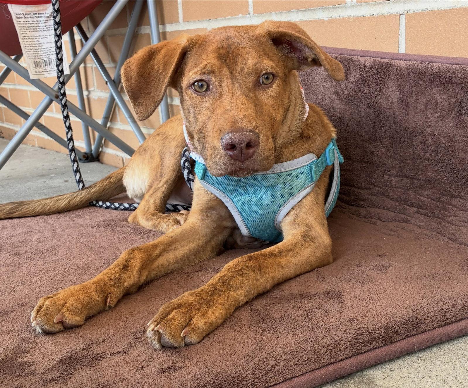 Gus, Adoptable, Puppy Male Hound.