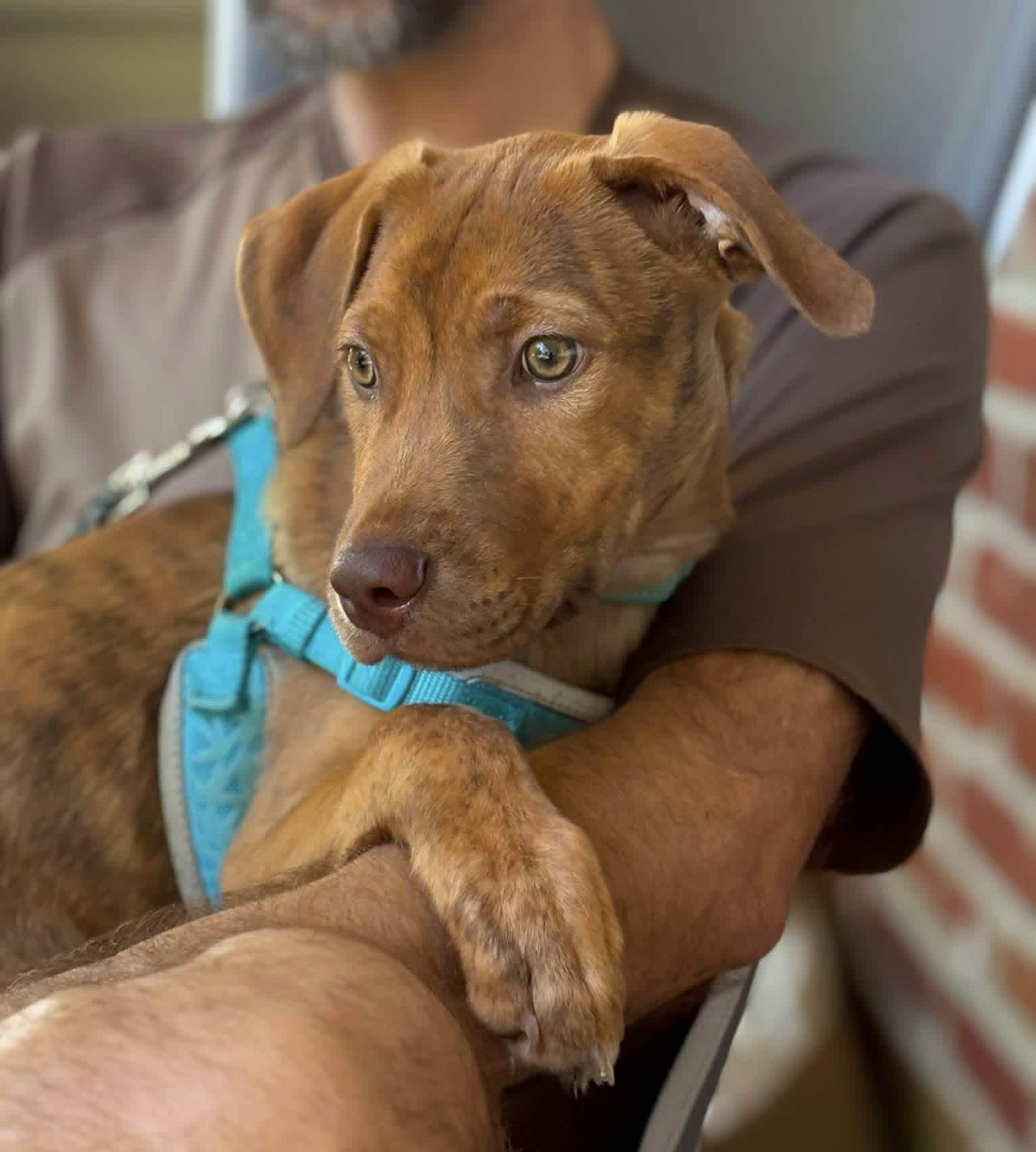 Enlarge Gus, a Adoptable Hound in Blackwood, NJ image 3/3