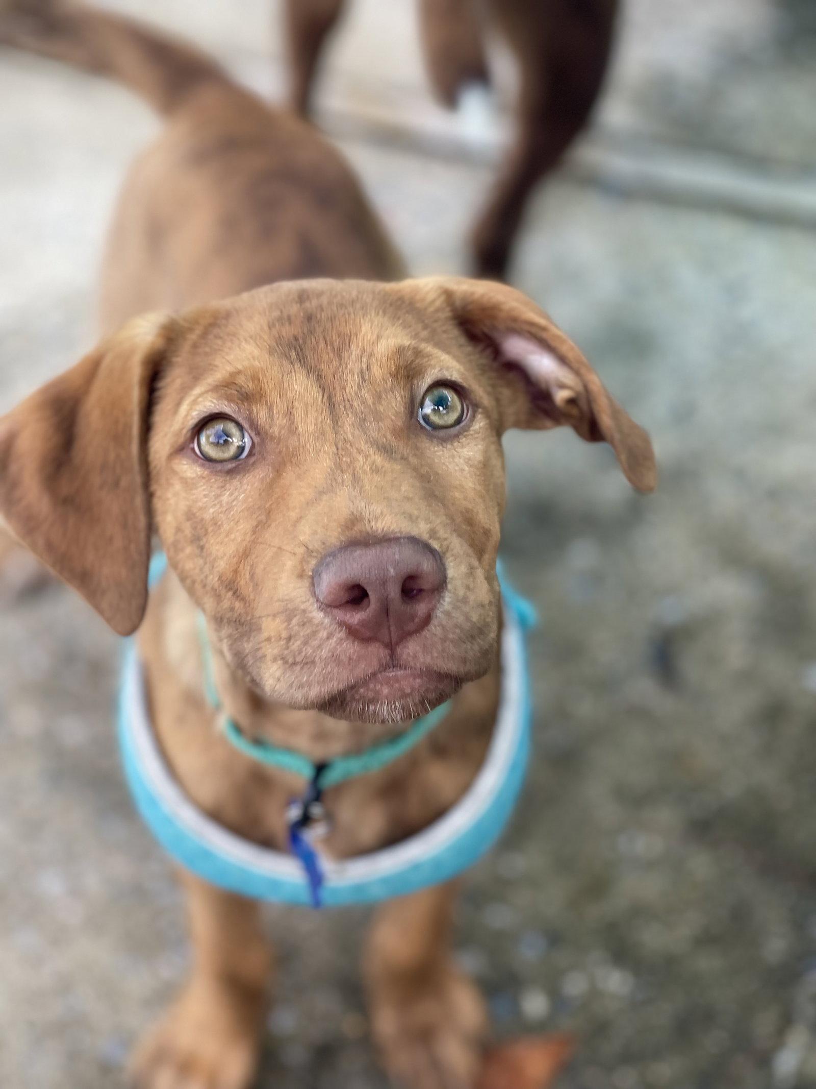 Enlarge Gus, a Adoptable Hound in Blackwood, NJ image 3/3