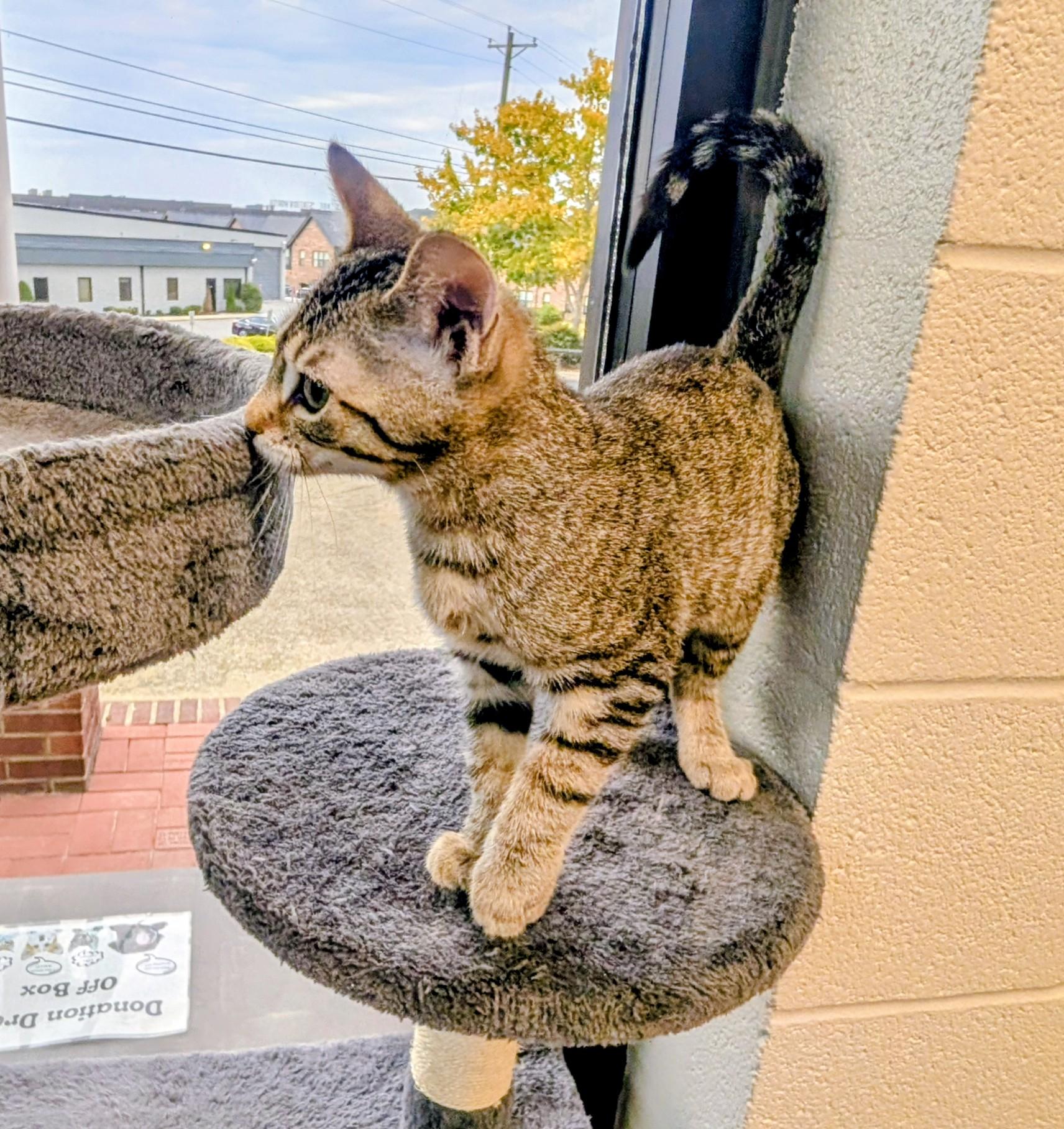 Mimikyu, Adoptable, Young Female Domestic Short Hair.