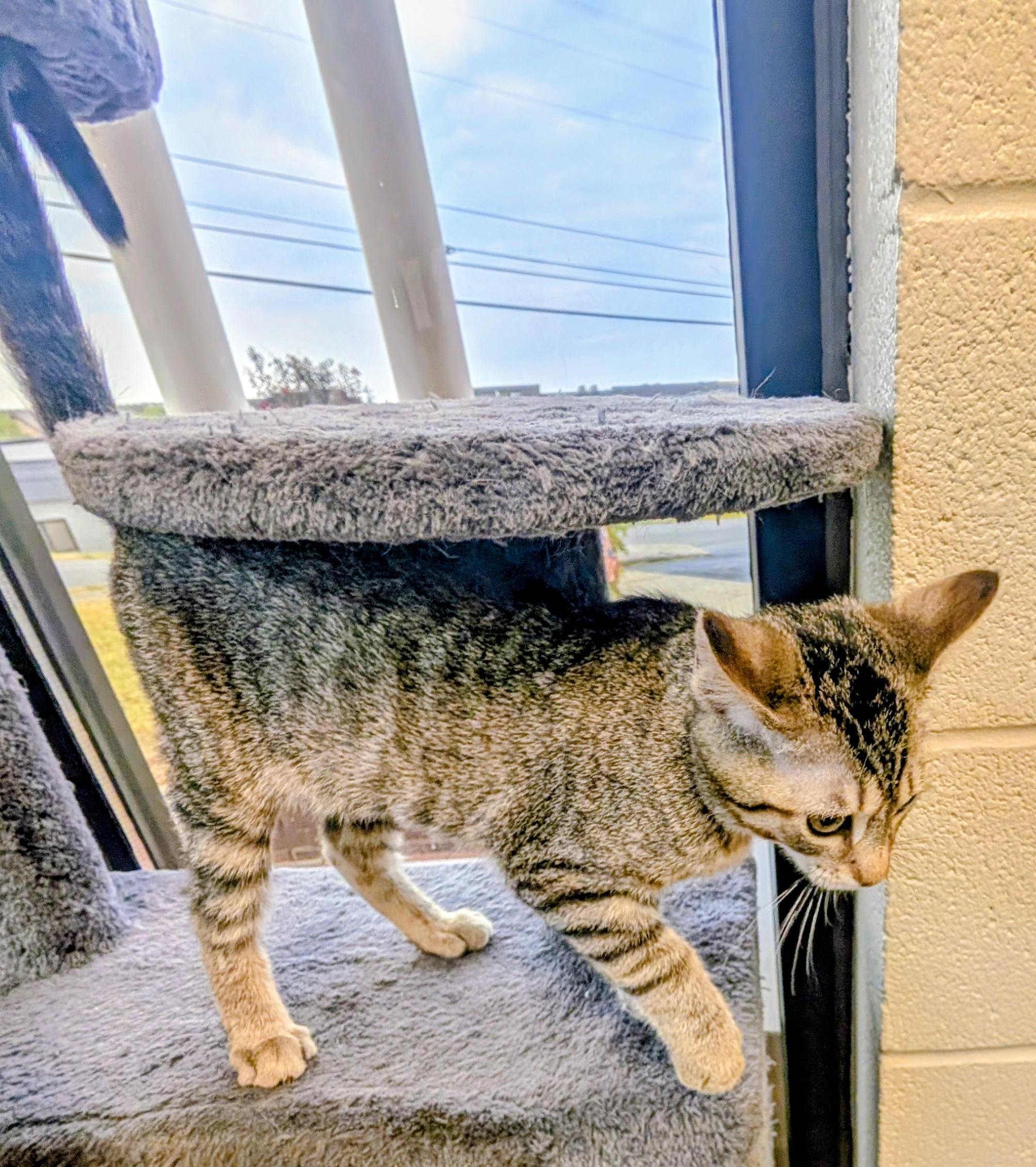 Enlarge Mimikyu, a Adoptable Domestic Short Hair in Mount Juliet, TN image 2/2