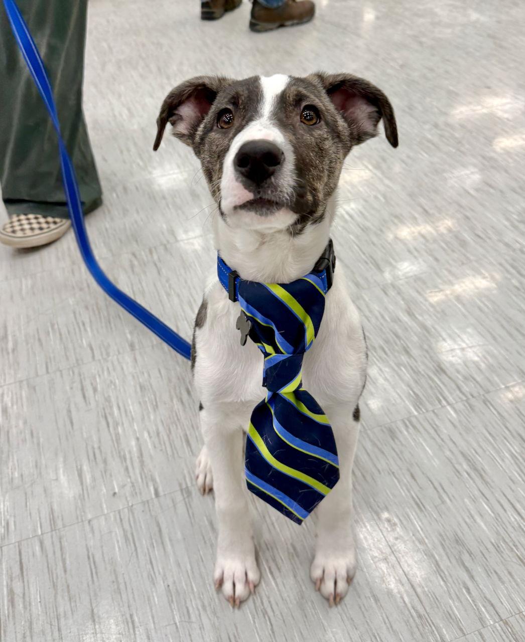 Enlarge NOAH, a Adoptable mixed breed in GILBERTS, IL image 1/3