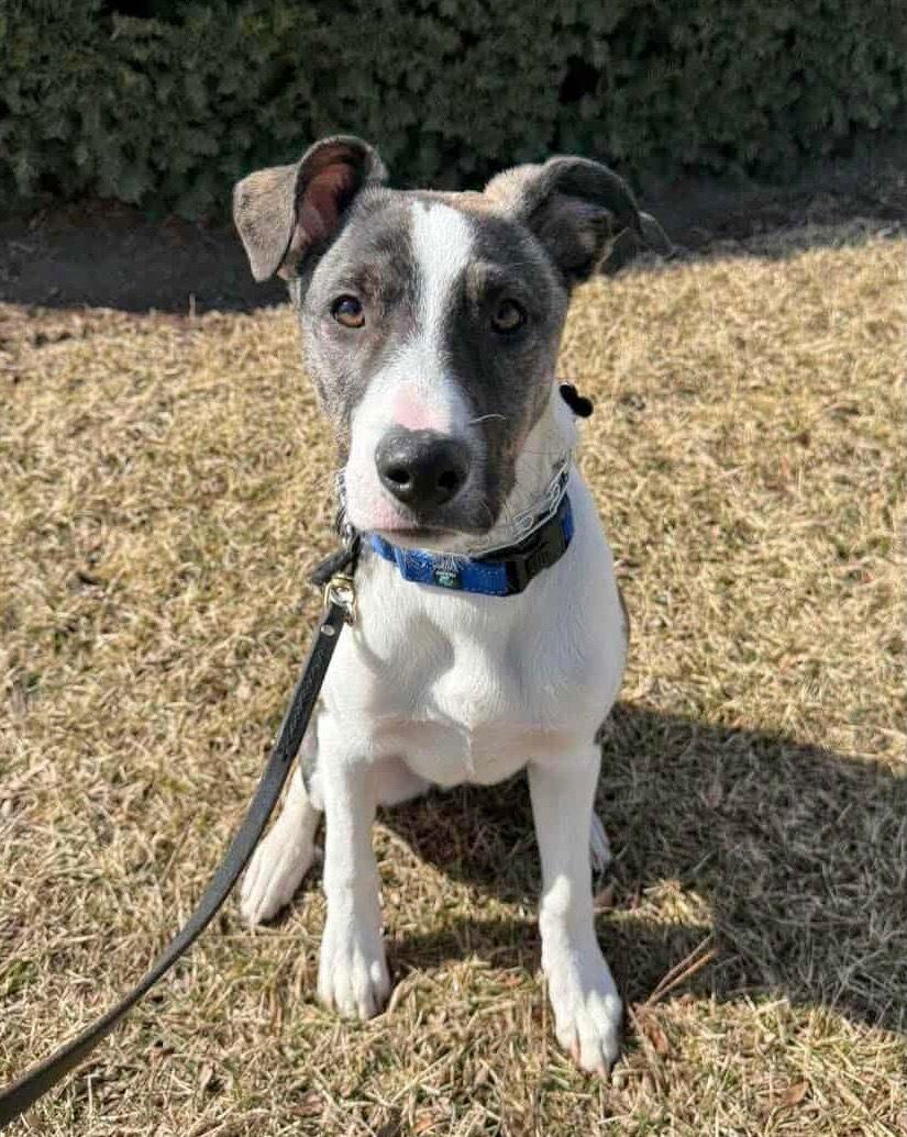NOAH, a Adoptable mixed breed in GILBERTS, IL image 2/3