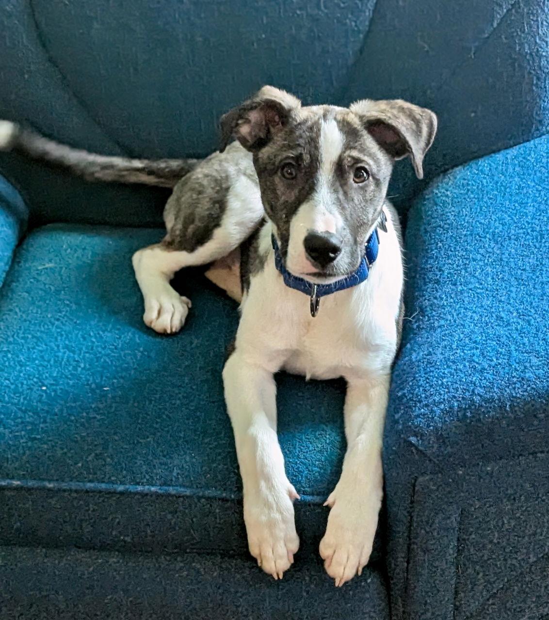 Enlarge NOAH, a Adoptable mixed breed in GILBERTS, IL image 2/3