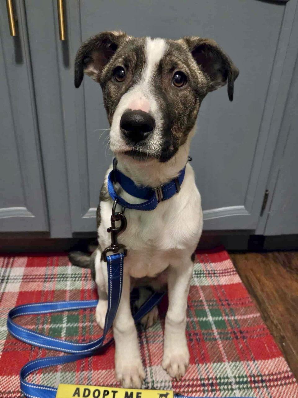 Enlarge NOAH, a Adoptable mixed breed in GILBERTS, IL image 3/3