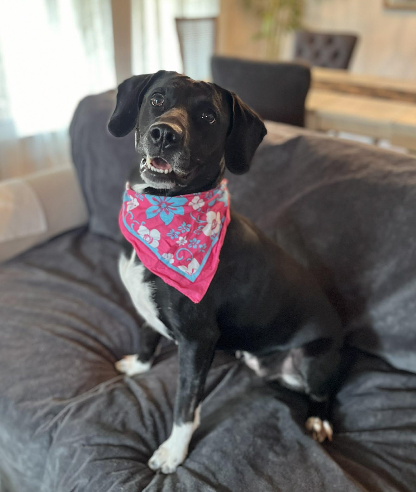 Aries, Adoptable, Young Female Black Labrador Retriever.